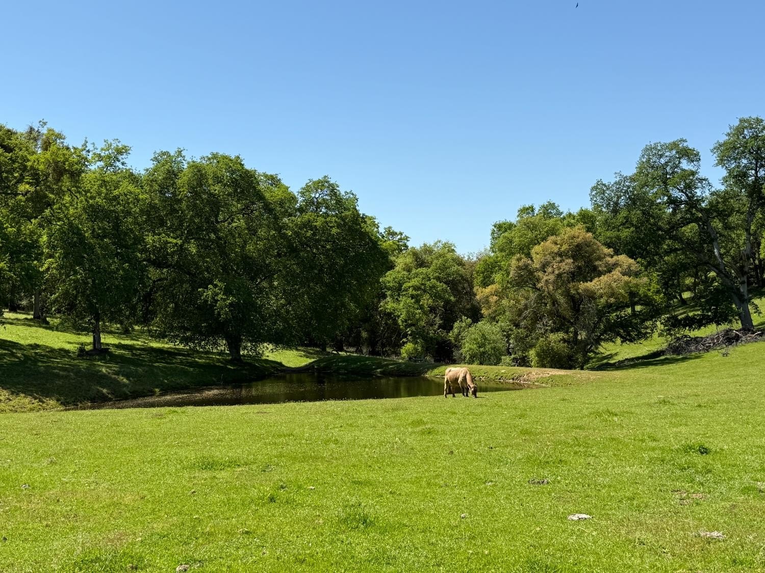 Vallecito, California, 95251, United States, ,Land,For Sale,1980651