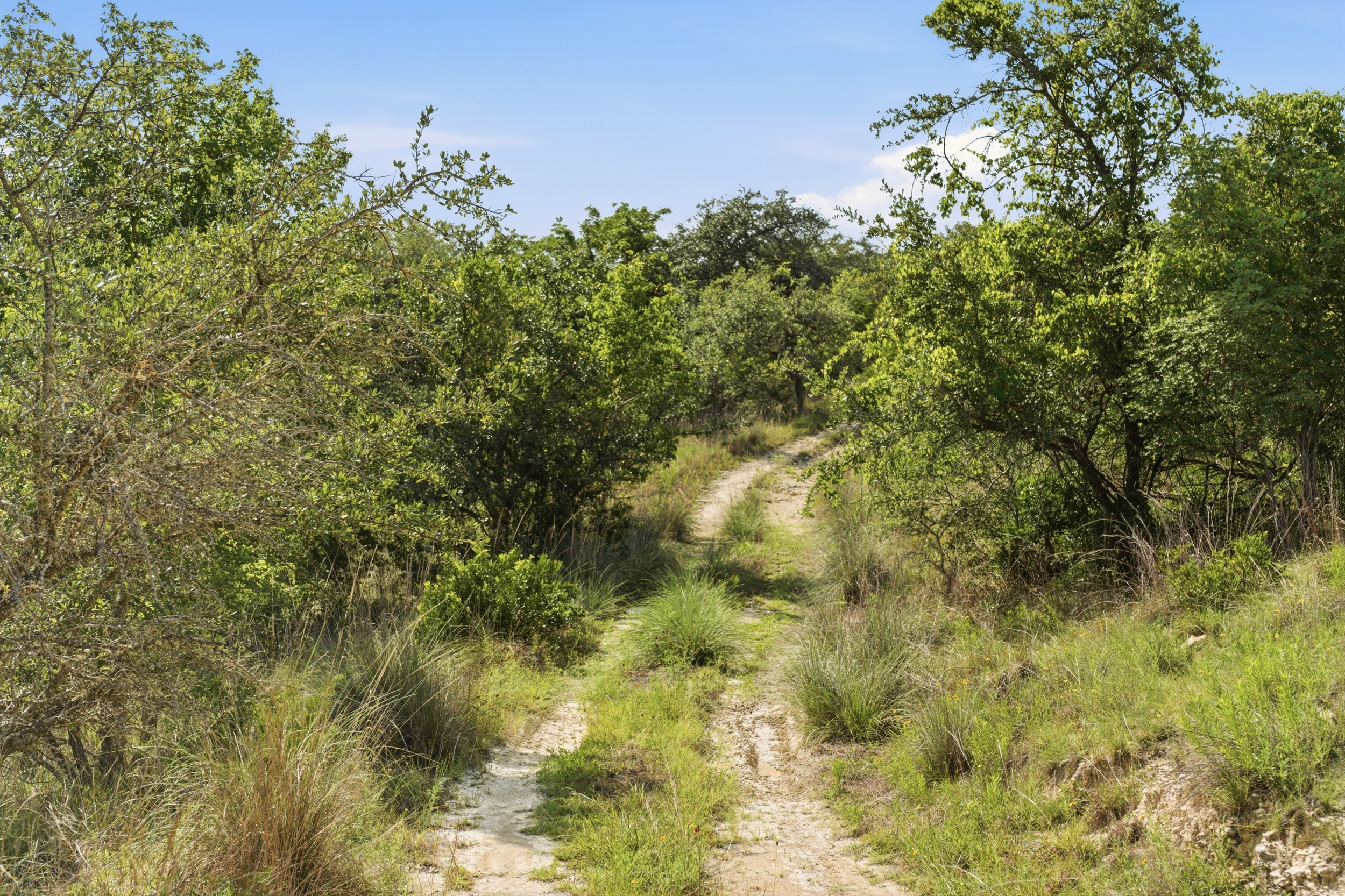  72+/- Acre Palmetto Creek Ranch - 物件實景