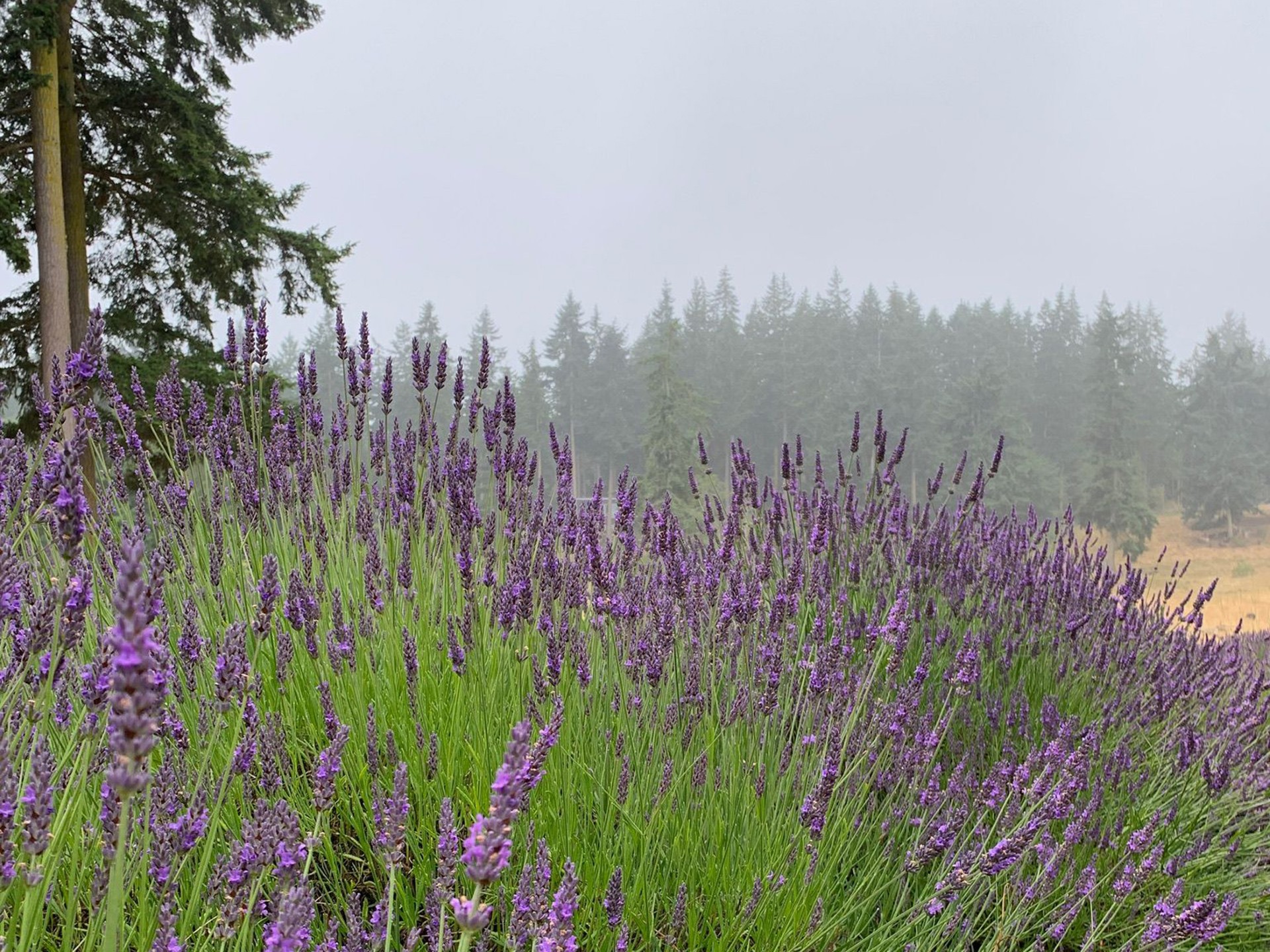  1035 Susan St, Coupeville, WA 98239 - 物件實景