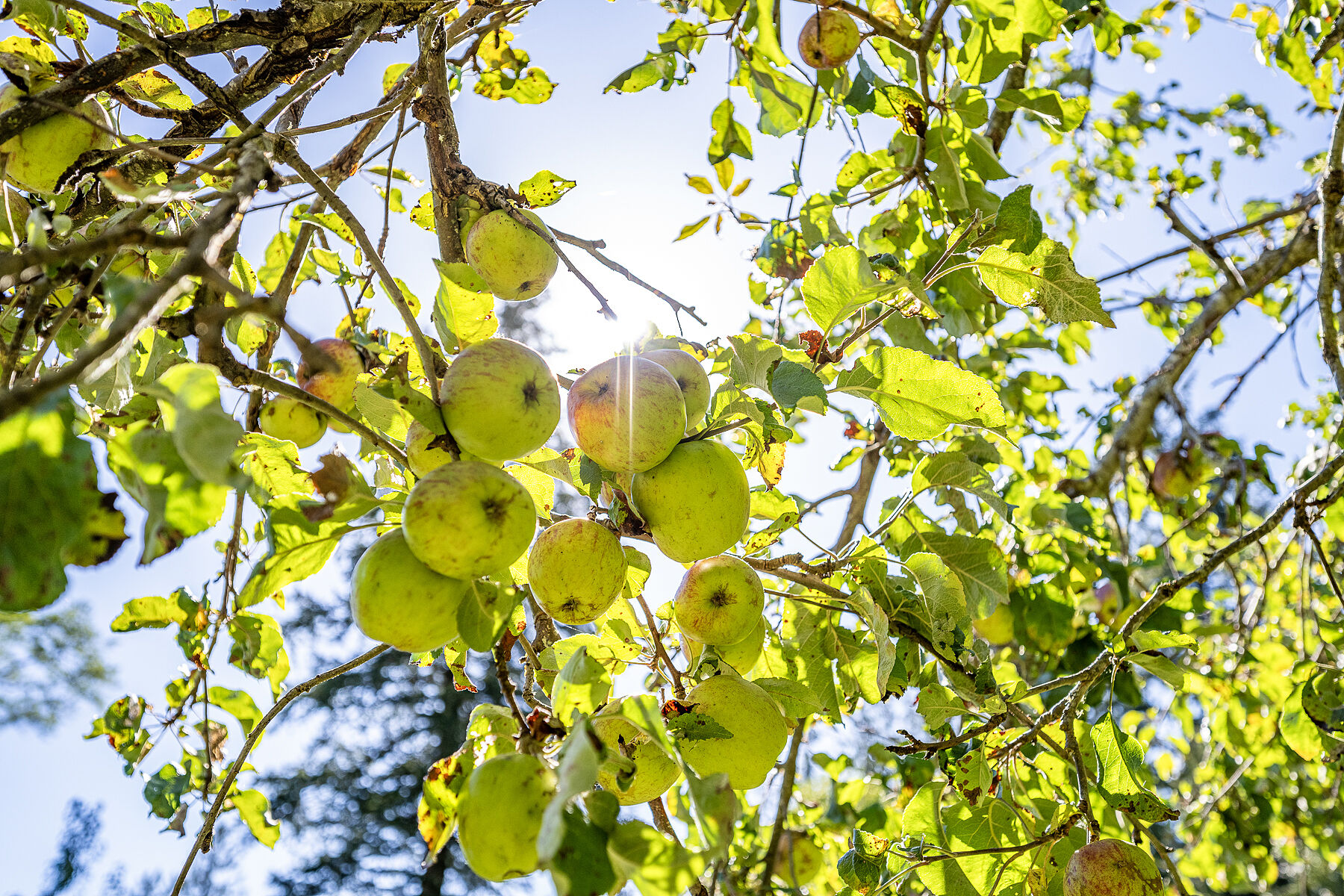  37 Acre Oceanfront Estate - 物件實景