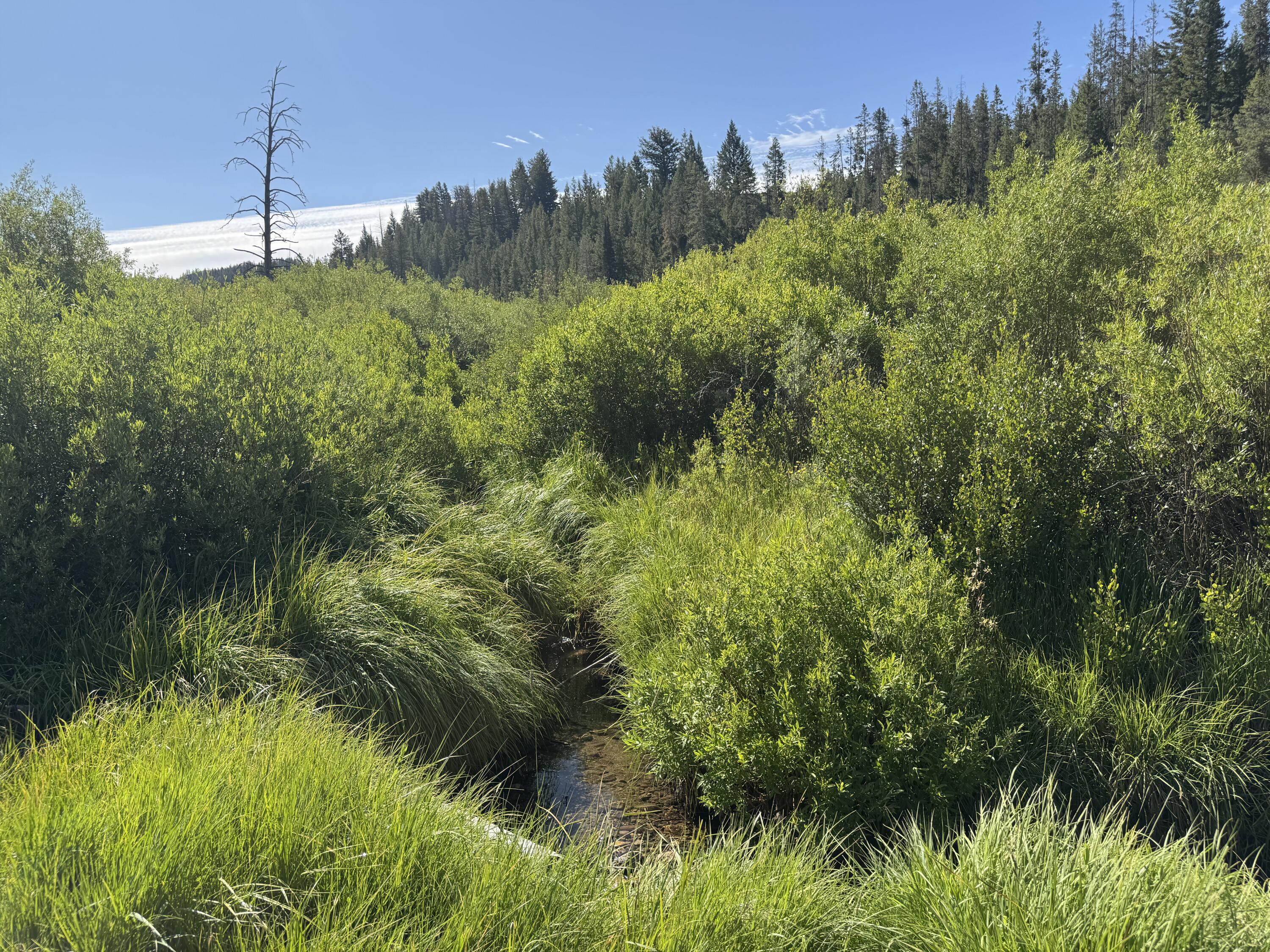 Stanley, Idaho, 83278, United States, ,Land,For Sale,1901484