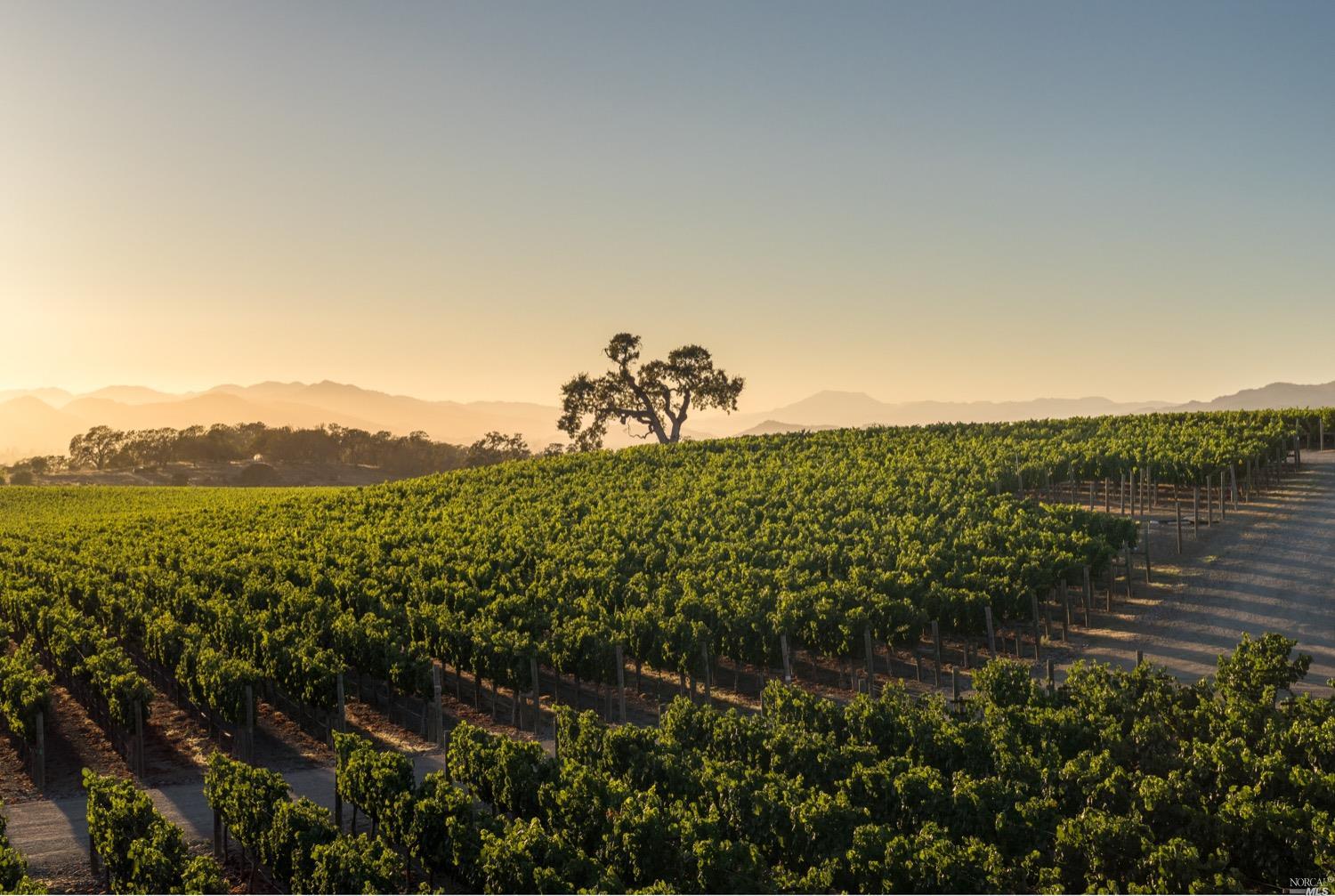 Napa, California, 94558, United States, 7 Bedrooms Bedrooms, ,11 BathroomsBathrooms,Residential,For Sale,1766970