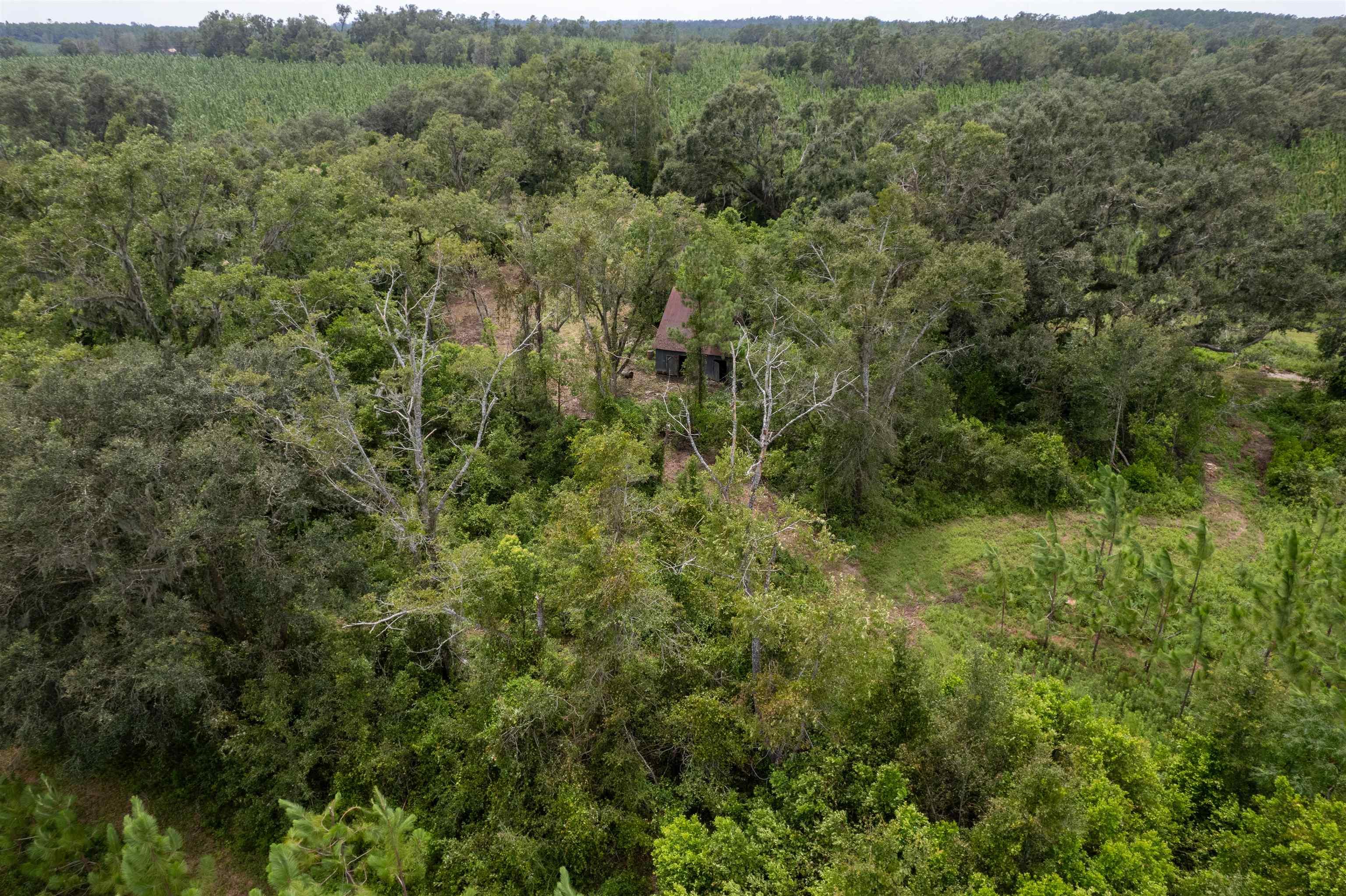 xxx Ne Geranium Street, Madison, Florida, 32340, United States, ,Land,For Sale,xxx Ne Geranium Street,1671968