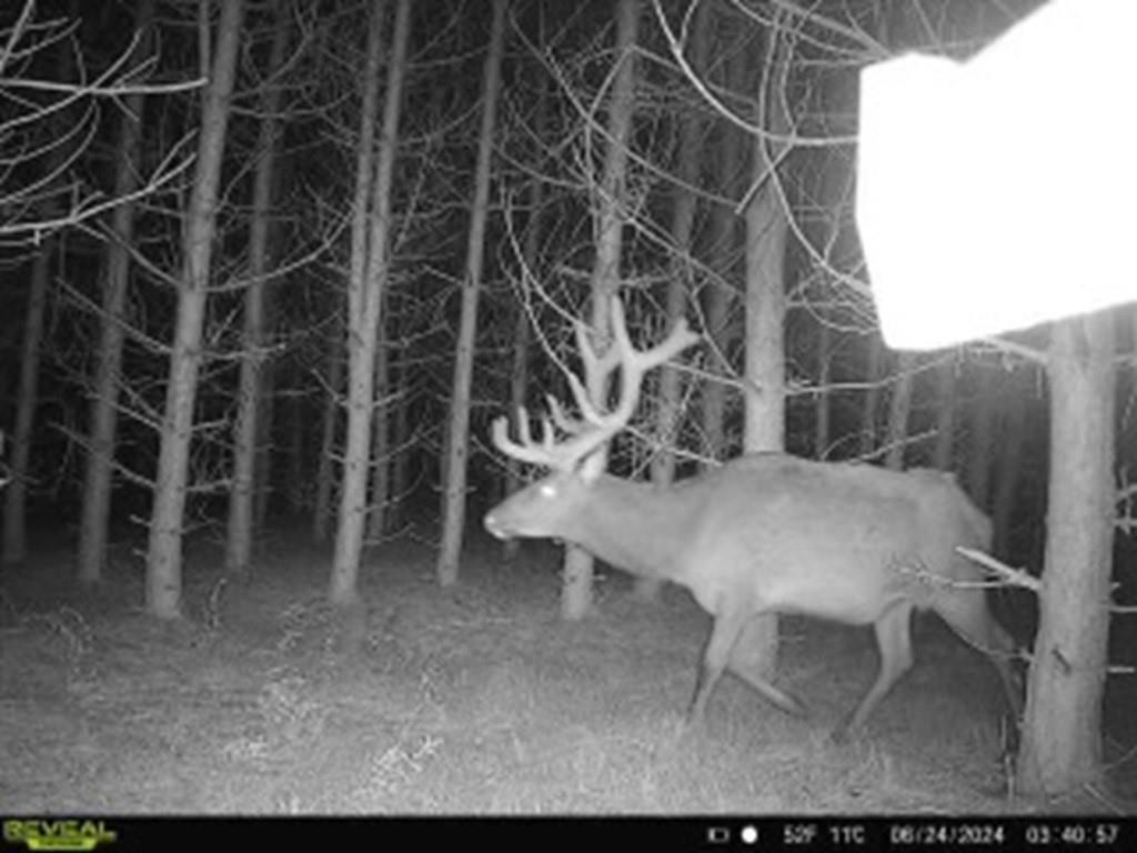 Hayward, Wisconsin, 54843, United States, ,Land,For Sale,1983896