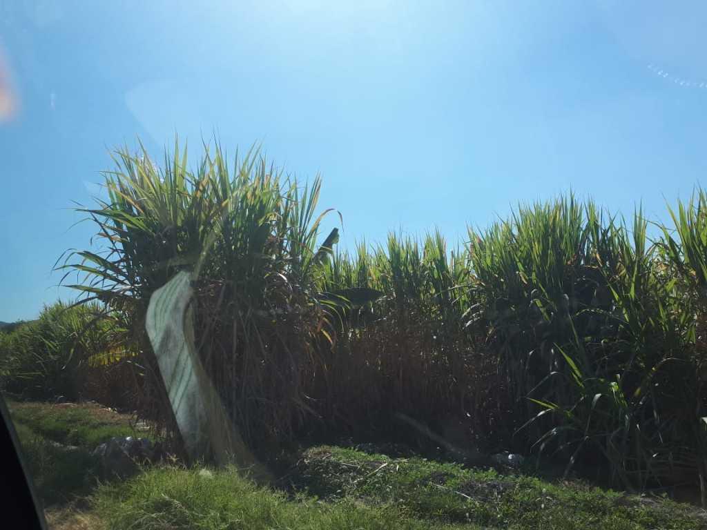 Campo Chamilpa, Yautepec, Morelos, 62739, Mexico, 1 Bedroom Bedrooms, ,Residential,For Sale,Campo Chamilpa,1443493