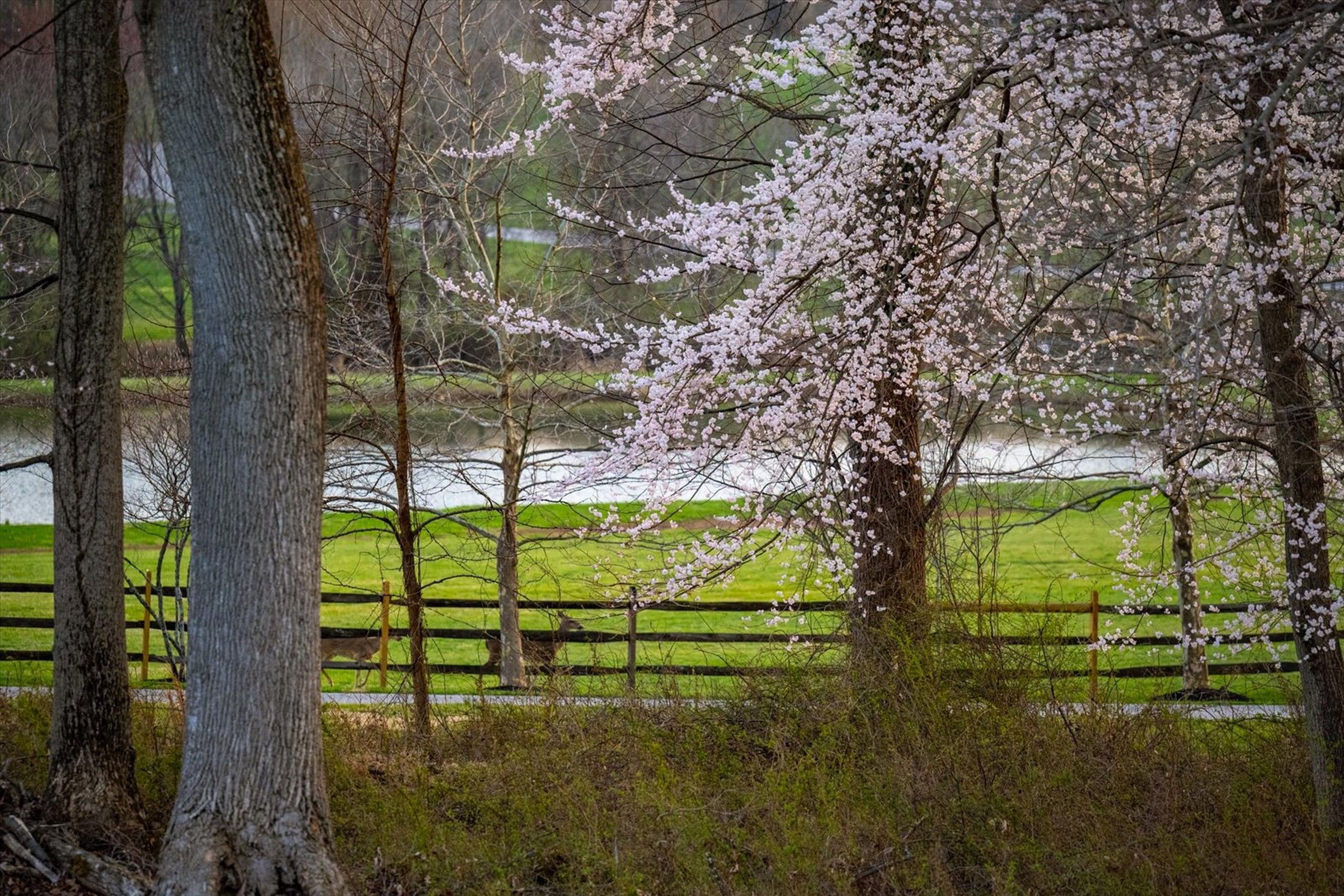  THE PRESERVE AT CLARKSVILLE - 物件實景