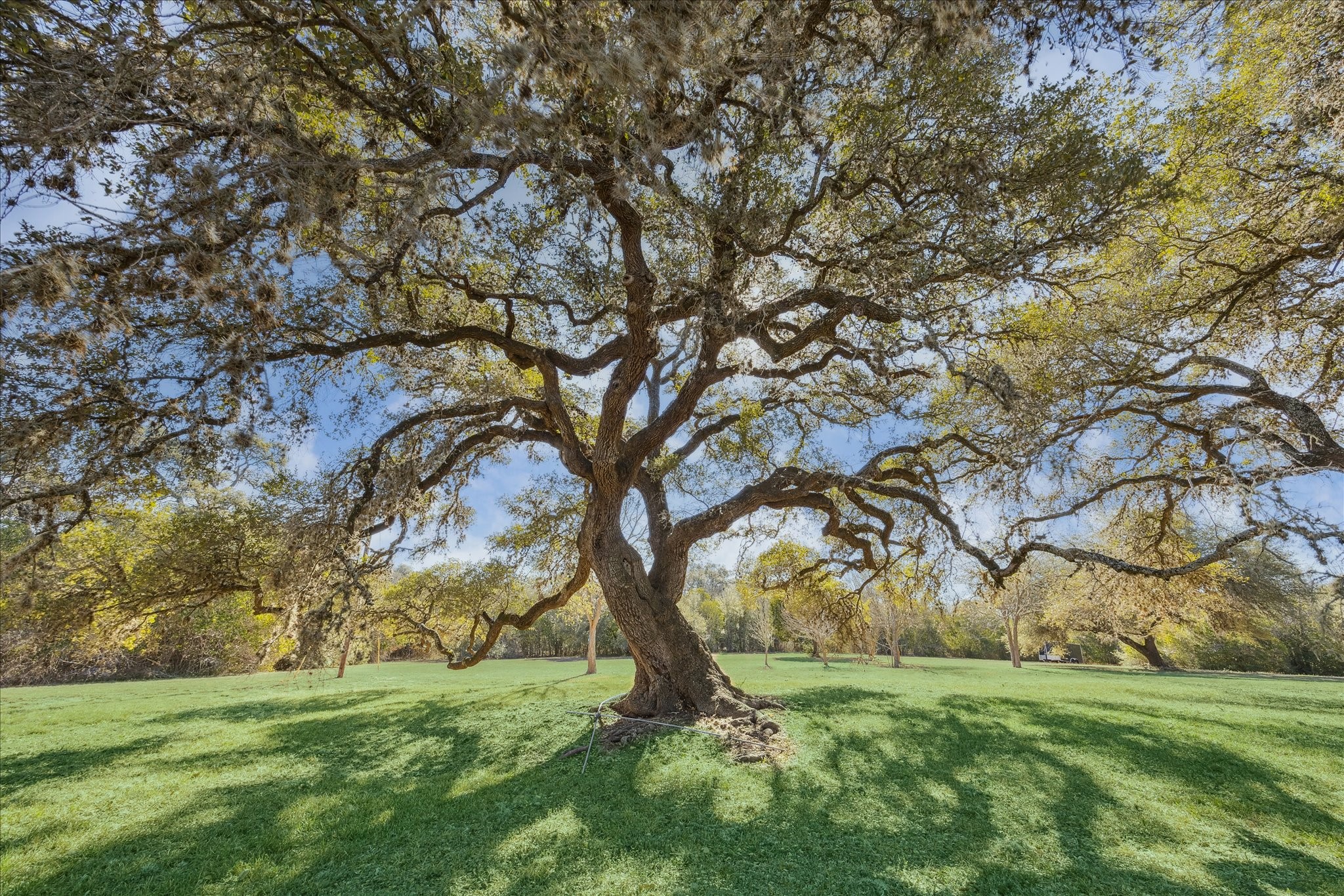  509 N Live Oak Street - 物件實景