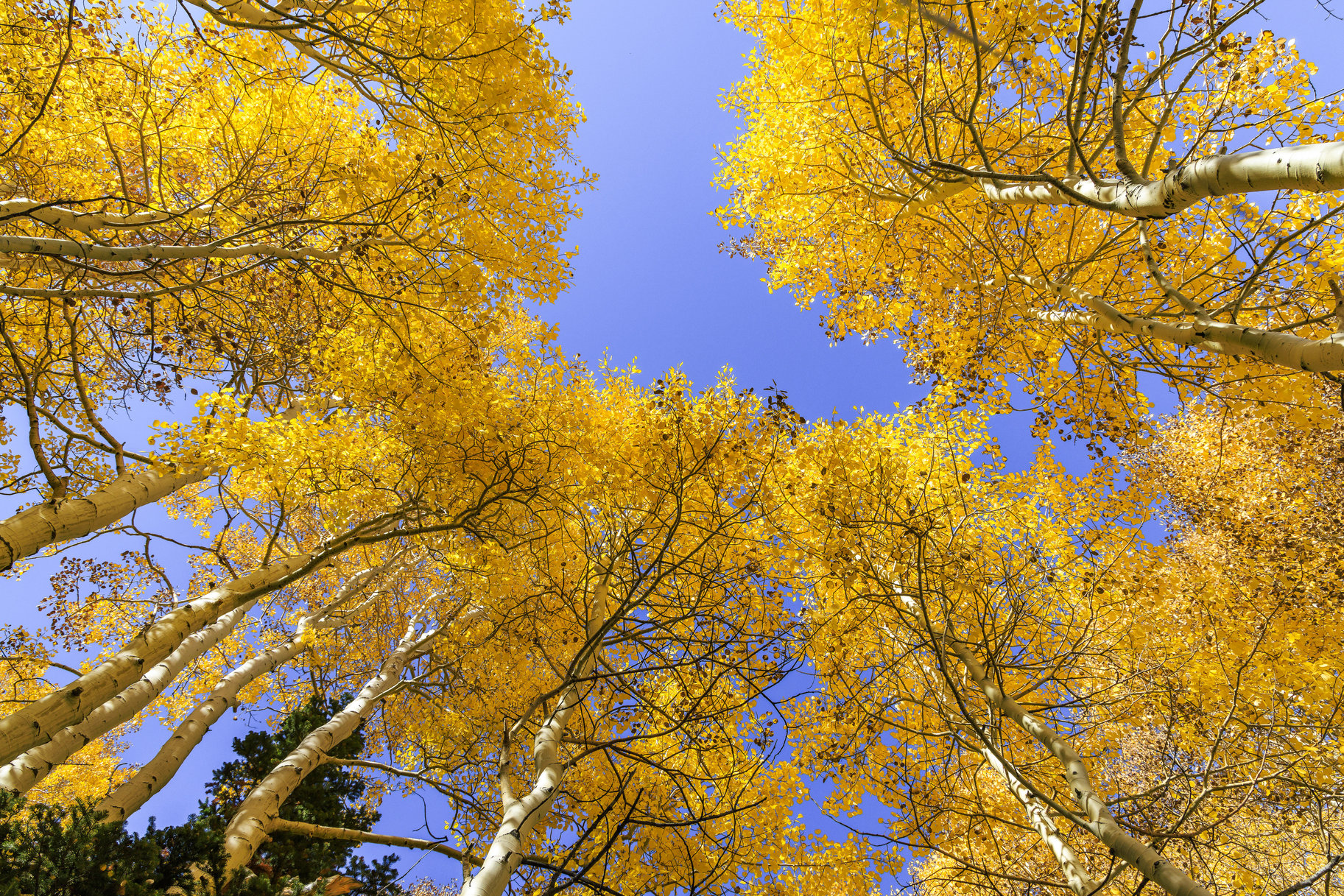  Incredible 28 Acre Estate Lot in the Colony at White Pine Canyon - 物件實景