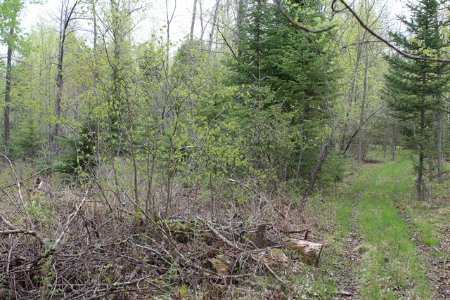 Deer River, Minnesota, 56636, United States, ,Land,For Sale,1974863