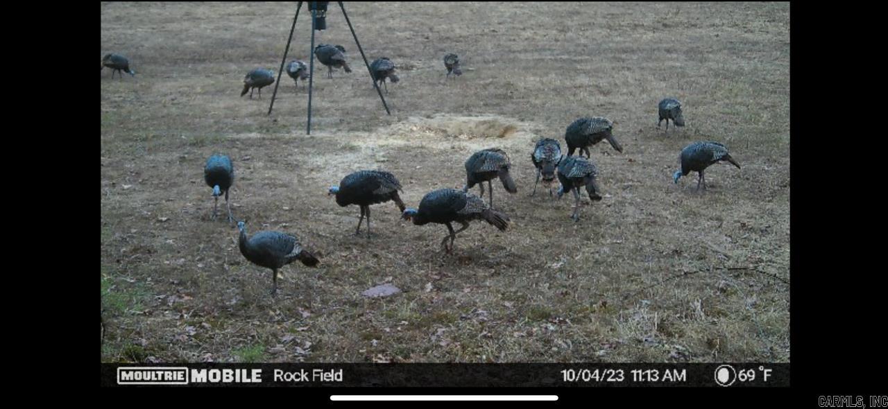 Judsonia, Arkansas, 72081, United States, ,Land,For Sale,1978553