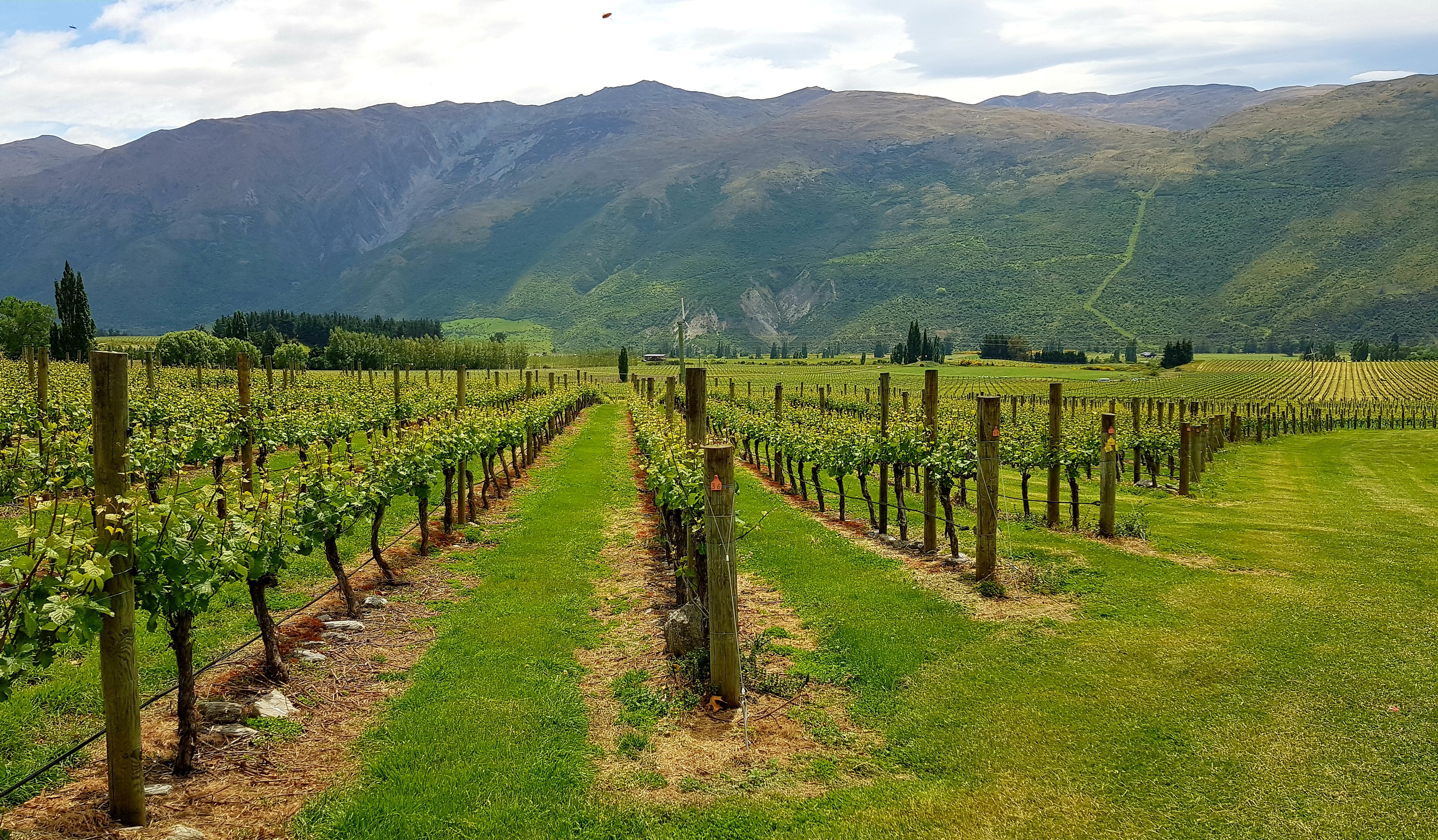  Award Winning Vineyard - 物件實景