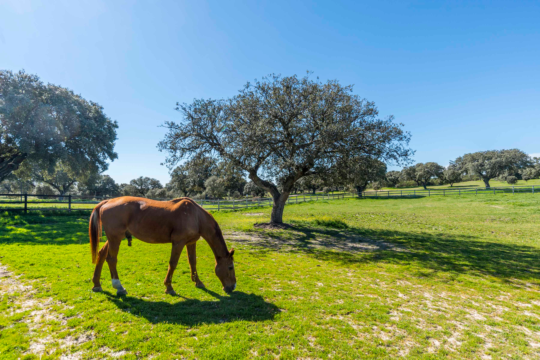  Equestrian estate: Elegance, nature, and horses at the gates of Madrid - 物件實景