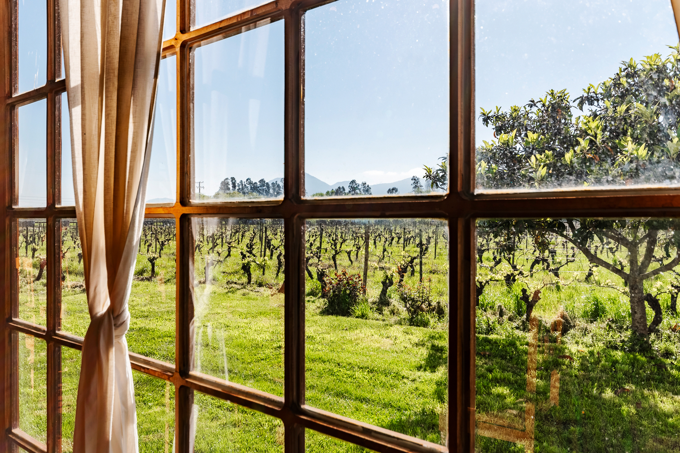  Chilean colonial-style mansion in a 3.3-hectare vineyard in Santa Cruz. - 物件實景