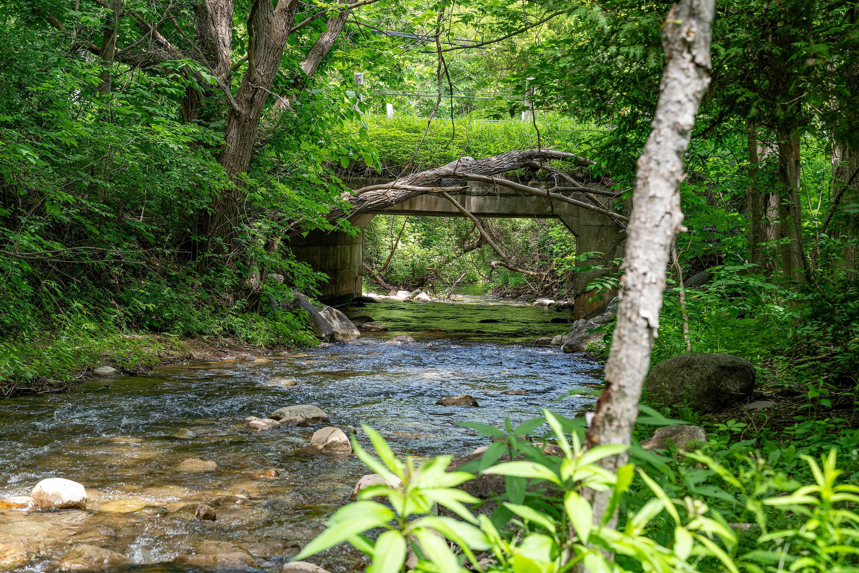  1.77-Acre Sanctuary - 物件實景