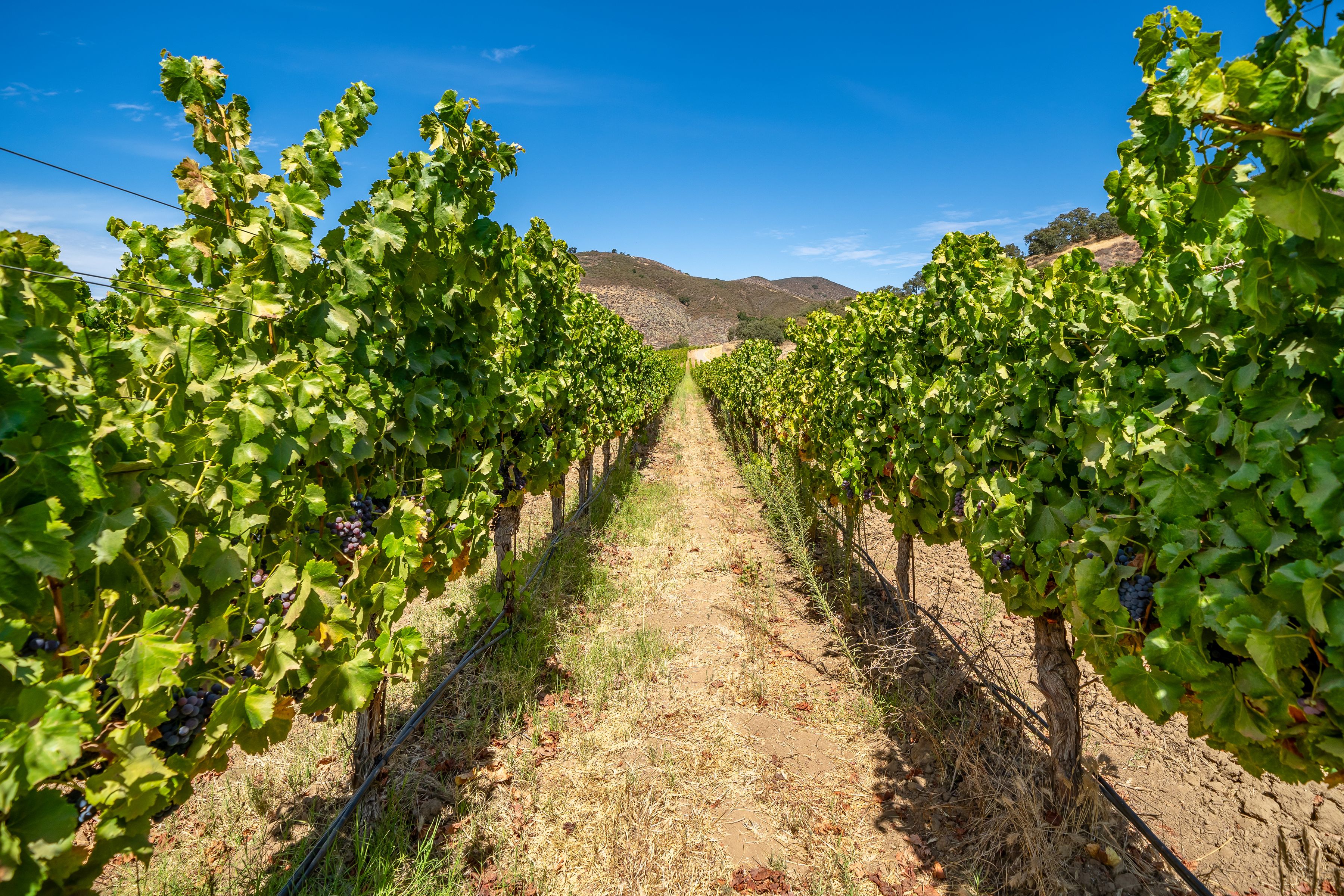  Extraordinary Vineyard Estate - 物件實景