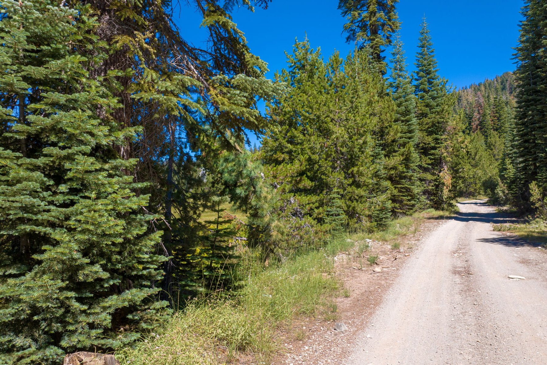  80 Acres of Pristine Land in the Middle of Plumas Eureka State Park - 物件實景