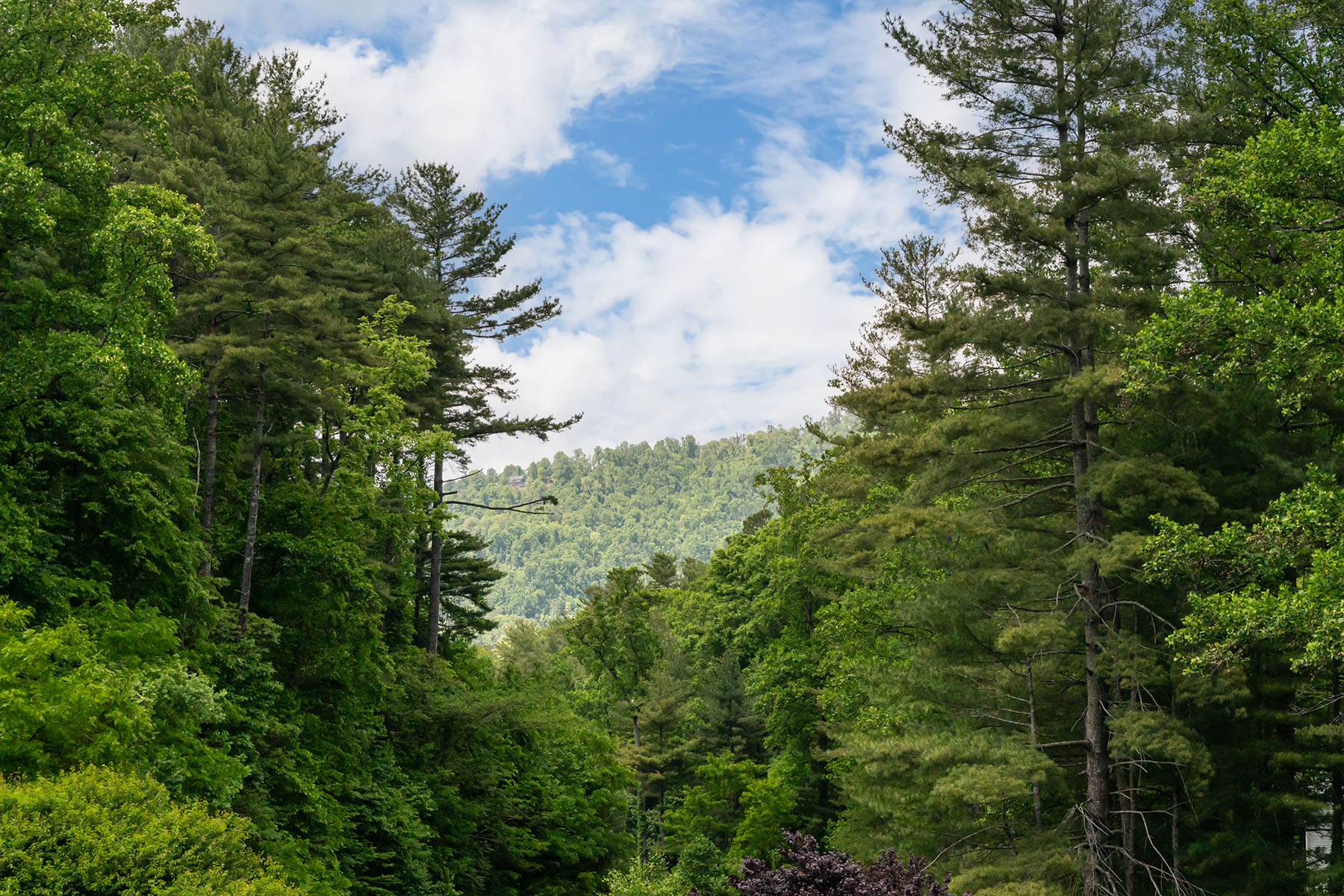  ASHEVILLE - 物件實景