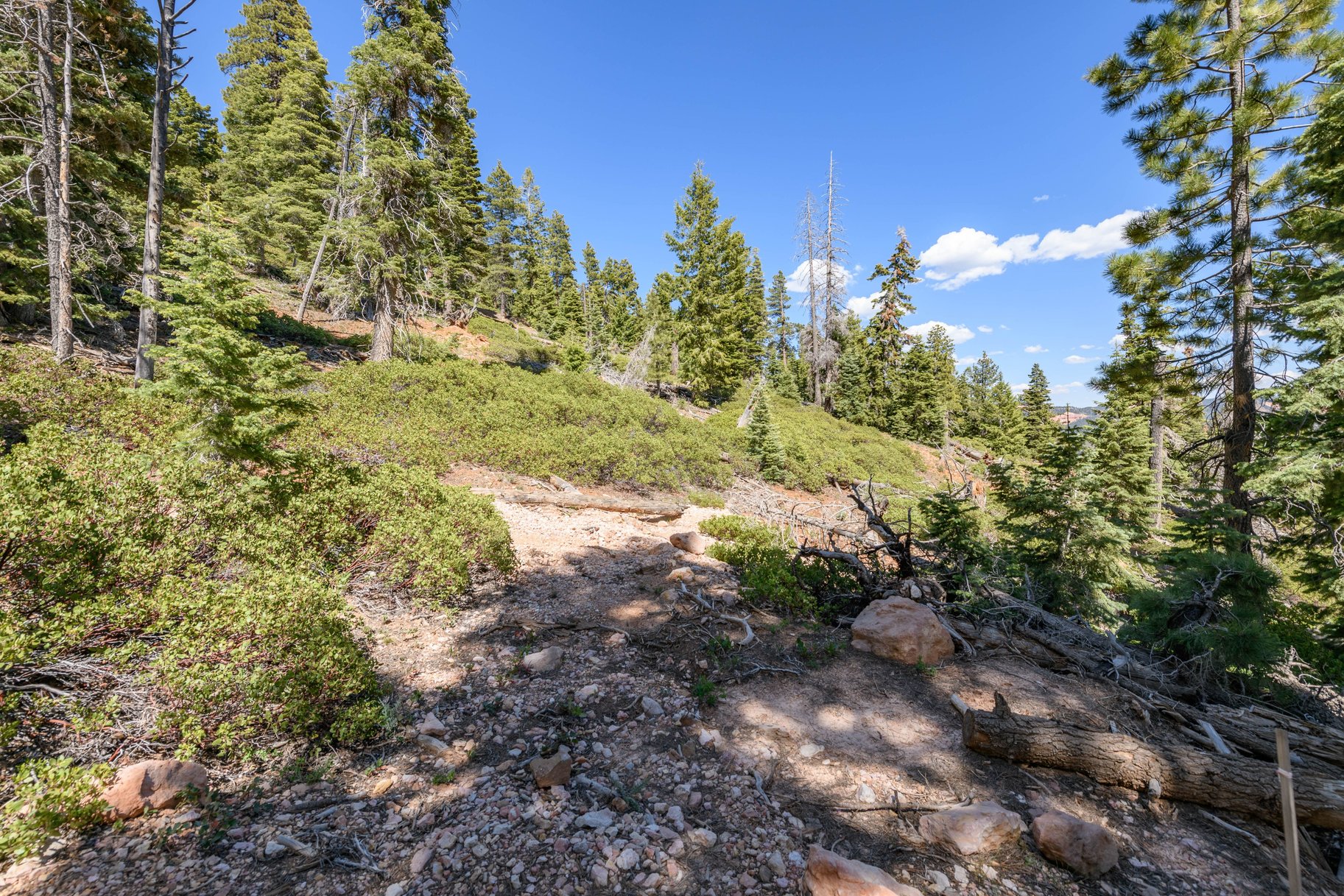  Quiet Mountain Retreat Near Navajo Lake - 物件實景