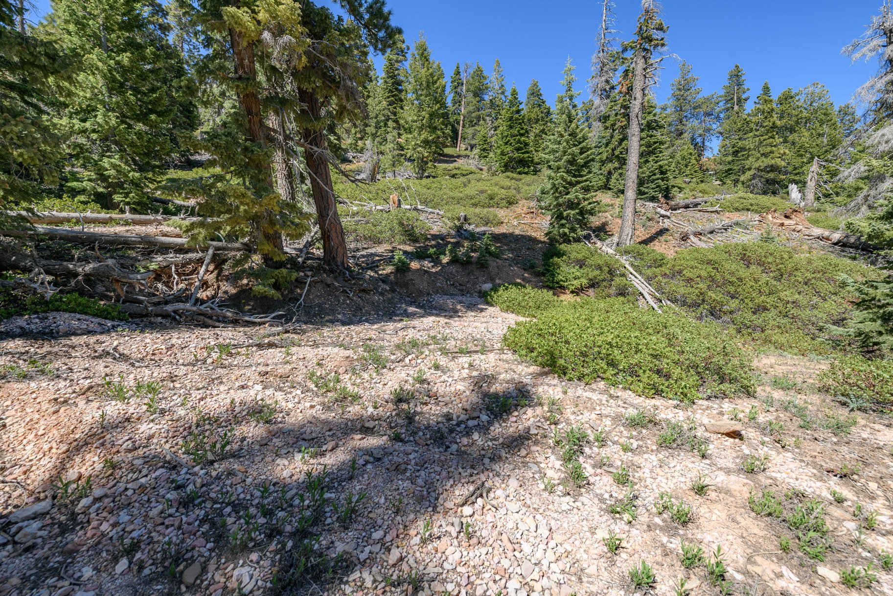  Quiet Mountain Retreat Near Navajo Lake - 物件實景