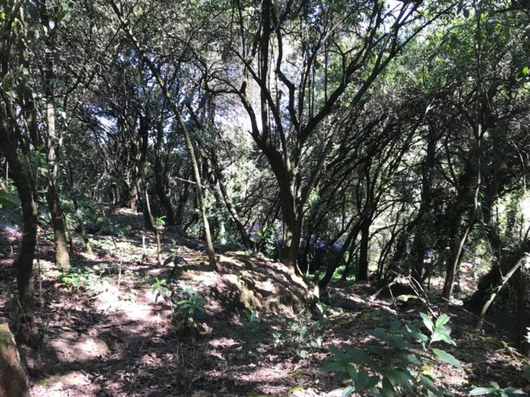 Acopilco, Cuajimalpa de Morelos, Ciudad de México, 05710, Mexico, 1 Bedroom Bedrooms, ,Residential,For Sale,Acopilco,1444155