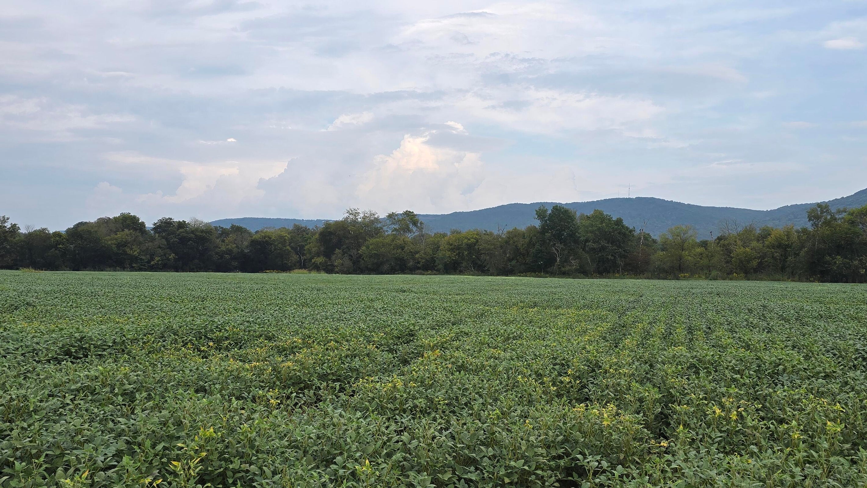 Pikeville, Tennessee, 37367, United States, ,Land,For Sale,1978902