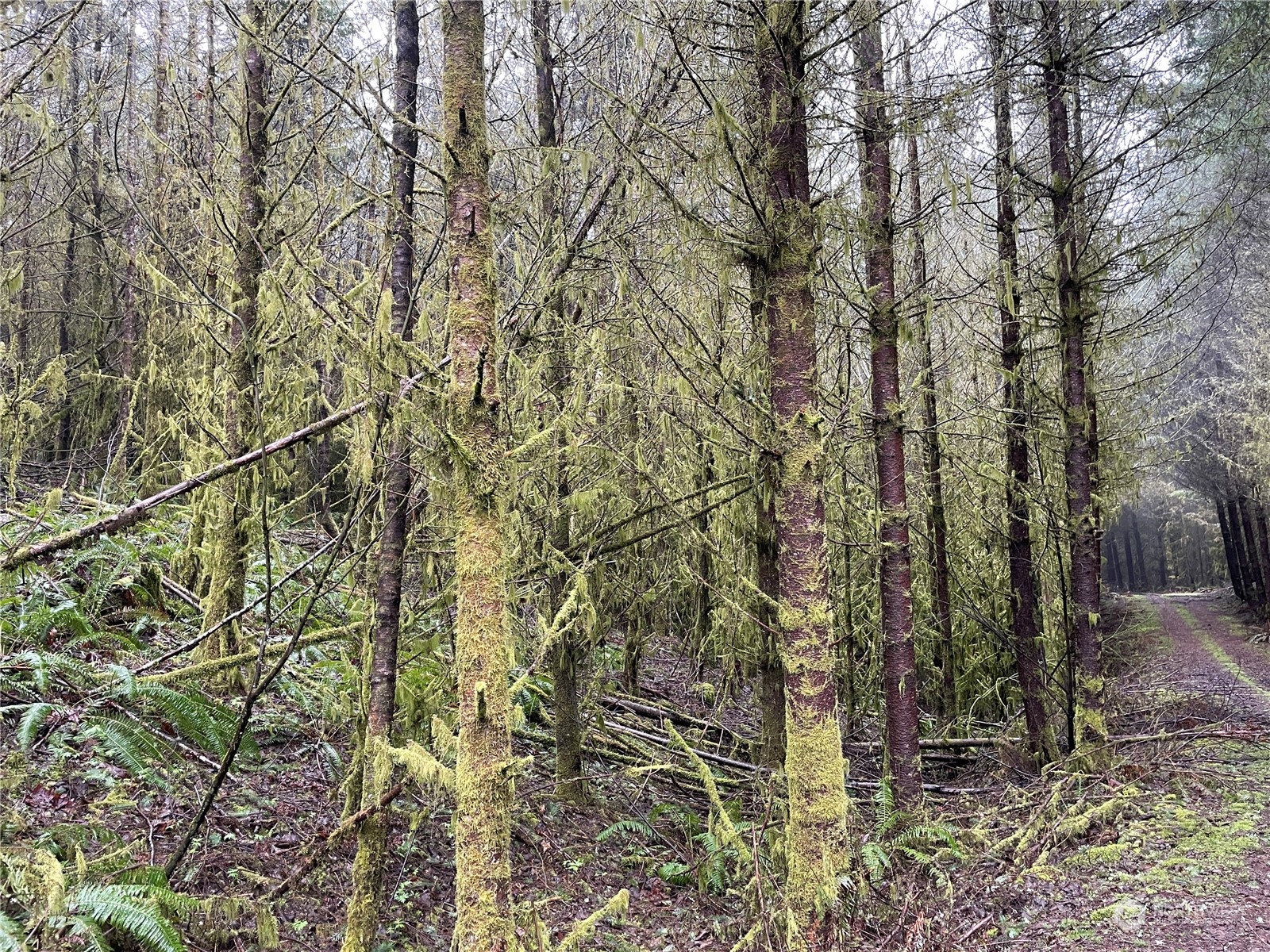 0 Fallert Road, Kalama, Washington, 98625, United States, ,Land,For Sale,0 Fallert Road,1273199