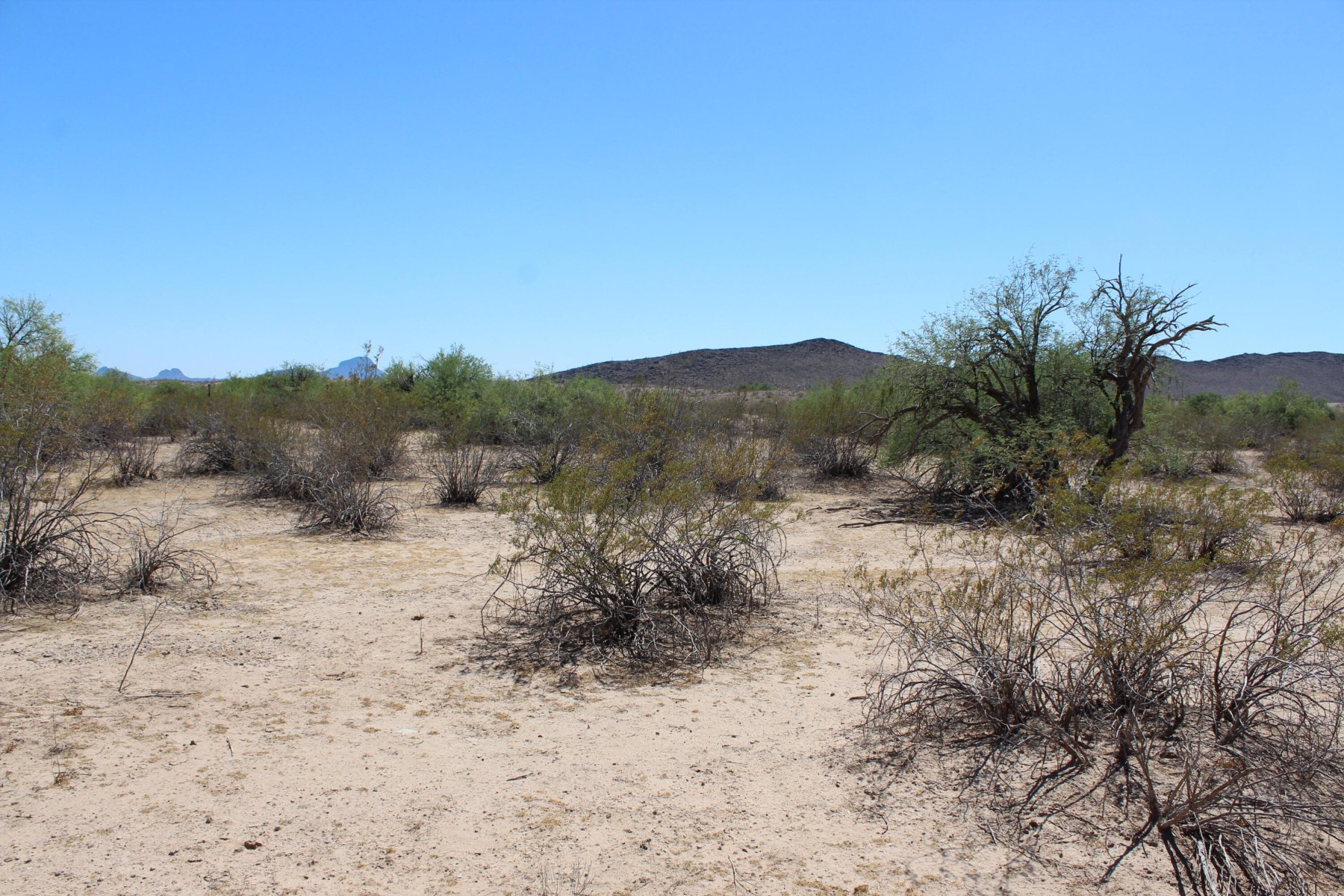  11 S 337th Avenue, Arlington, AZ, 85322 - 物件實景