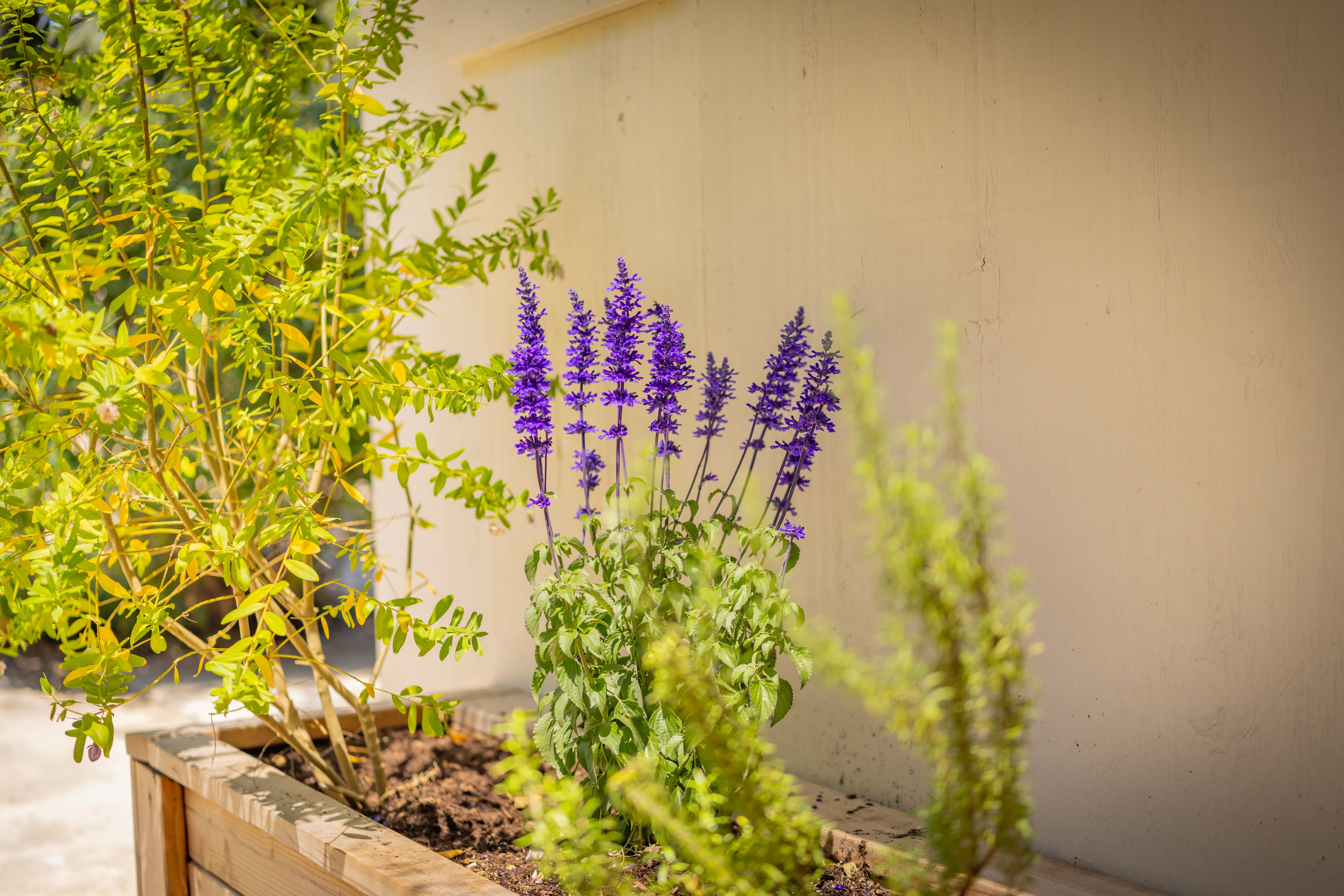  919 East Matilija Street, Ojai, CA 93023 - 物件實景
