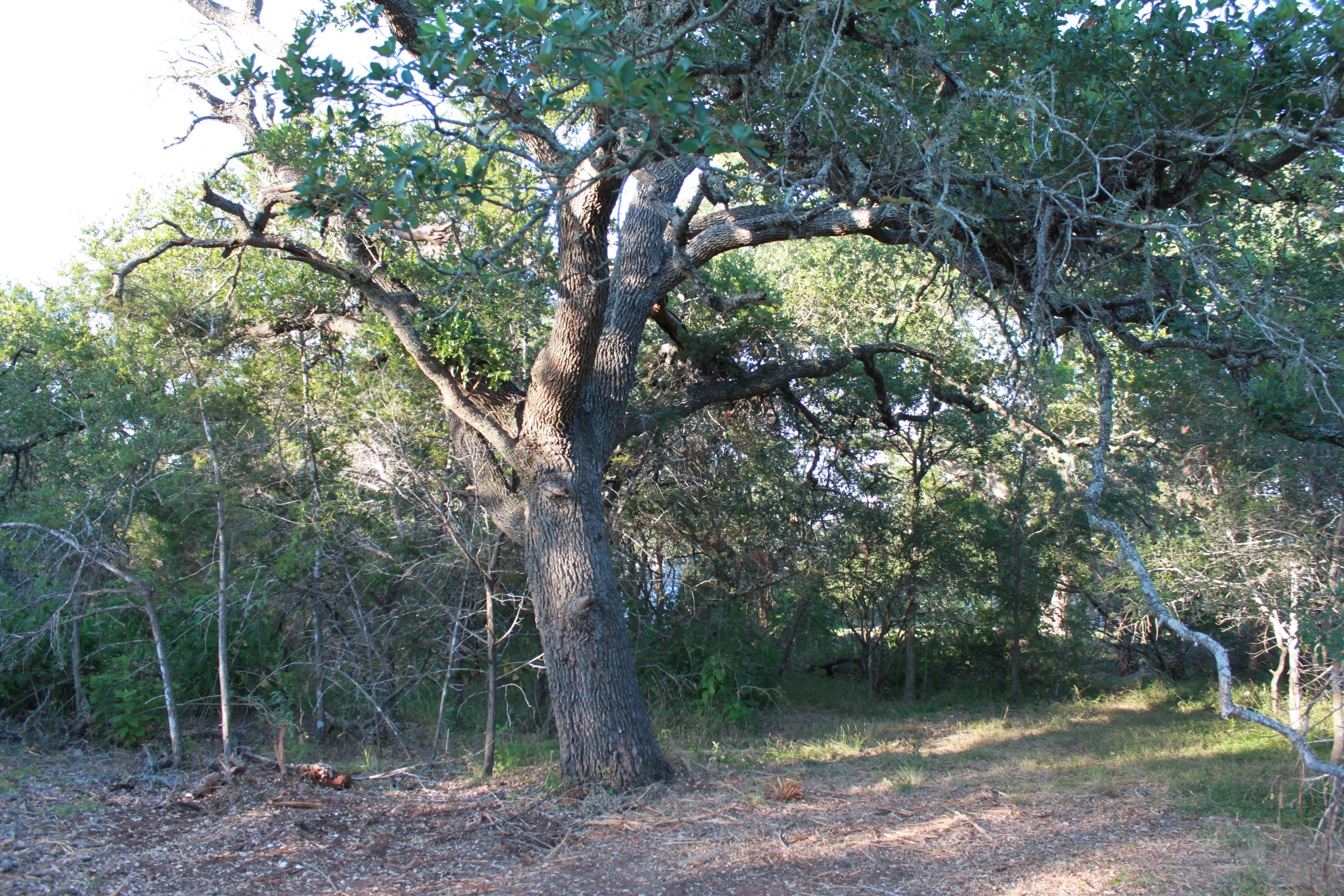  3 Acres of Hill Country Ready to Build on - 物件實景