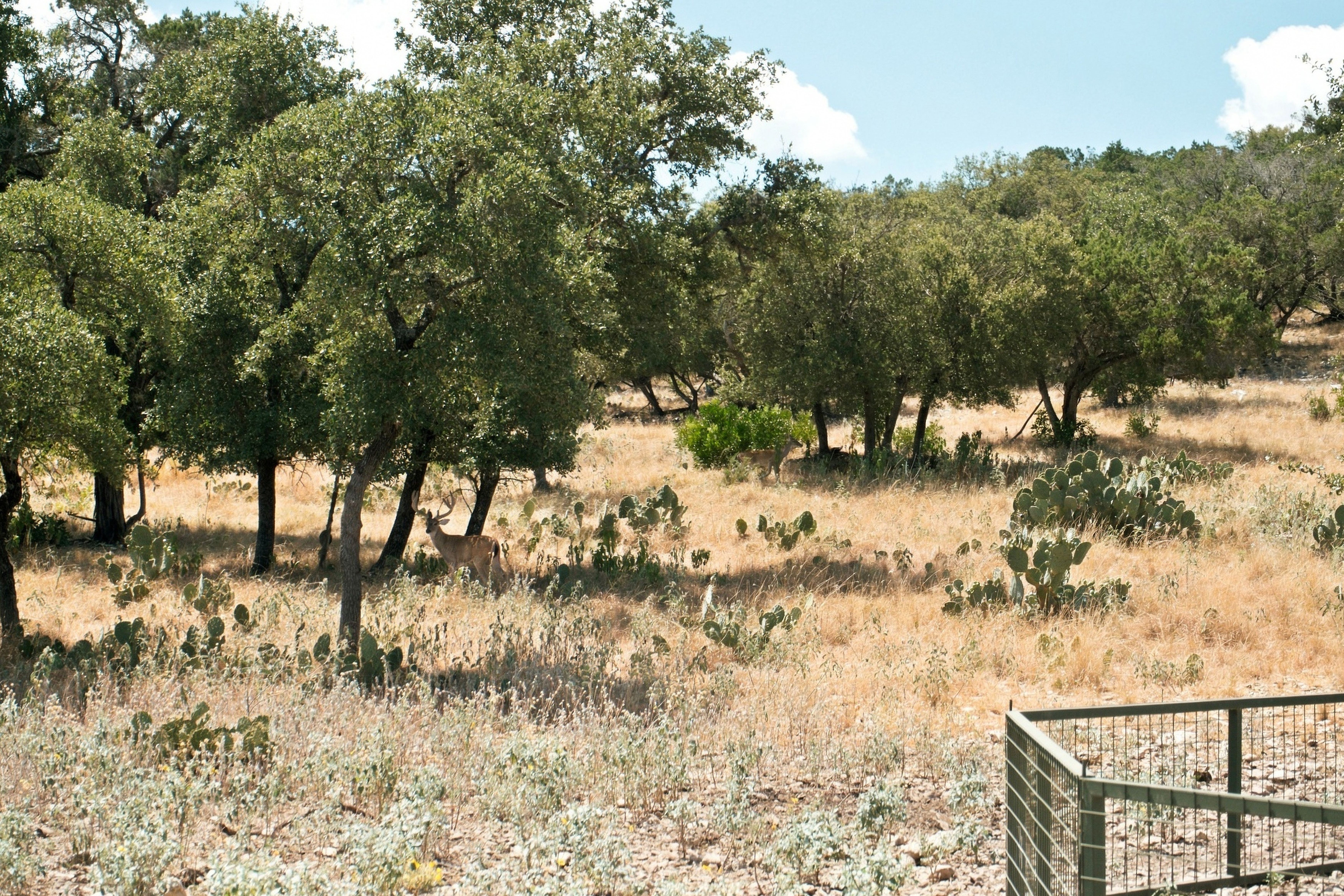  985+/- Acre 12 Springs Ranch - 物件實景