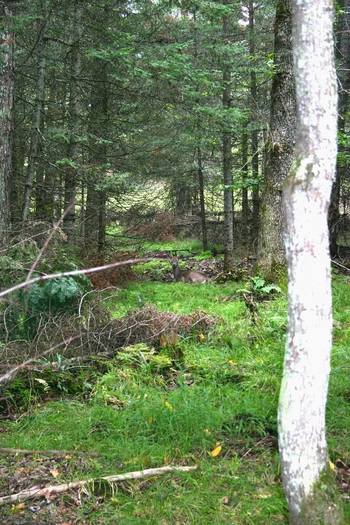 Butternut, Wisconsin, 54514, United States, 3 Bedrooms Bedrooms, ,2 BathroomsBathrooms,Residential,For Sale,1982759