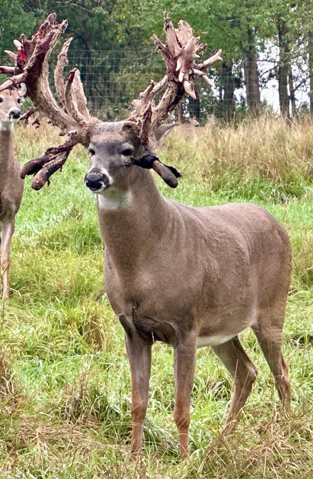 Lake Tomahawk, Wisconsin, 54487, United States, ,Residential,For Sale,1973874