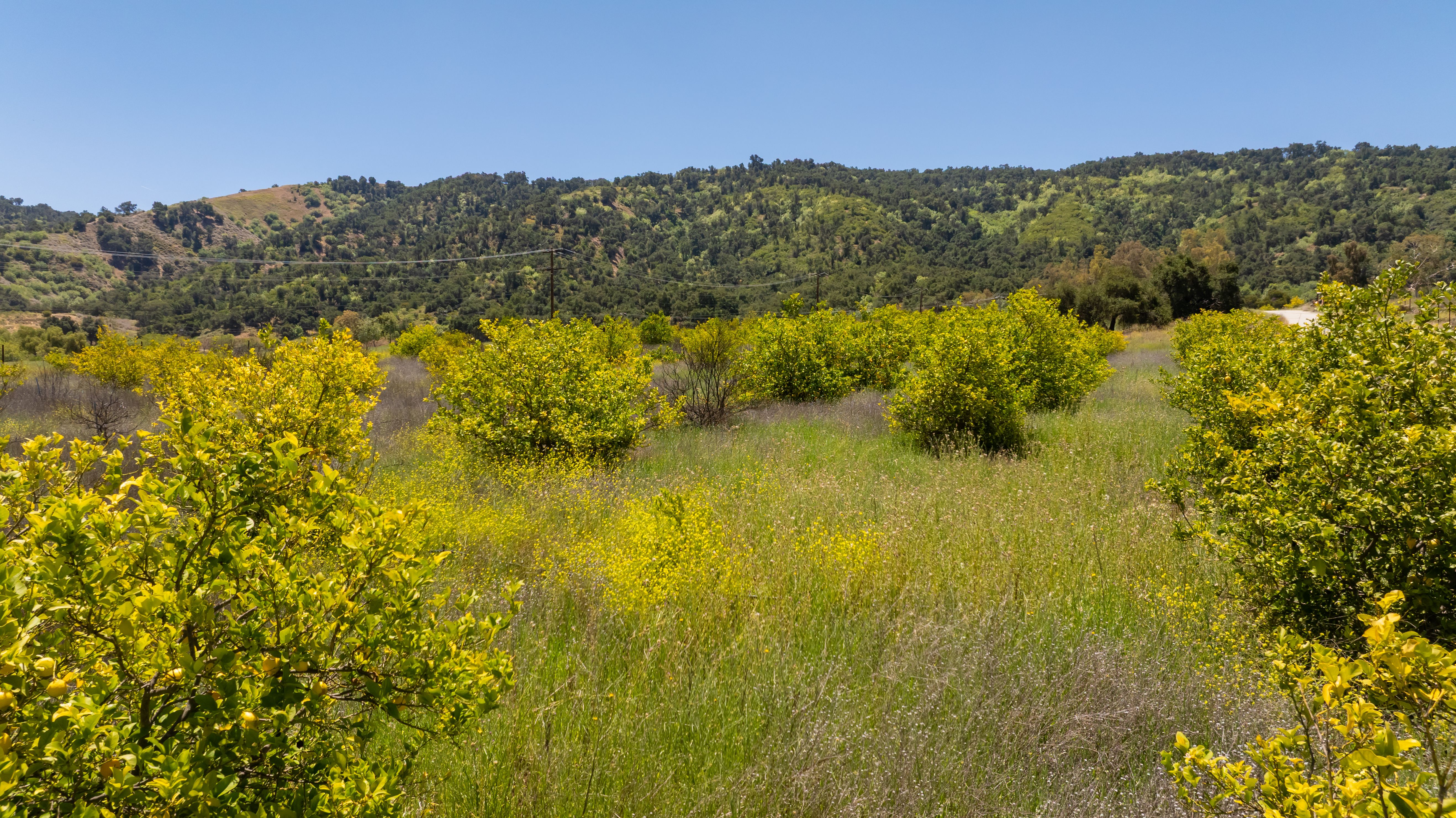  12400 Ojai Santa Paula Road, Ojai, CA 93023 - 物件實景