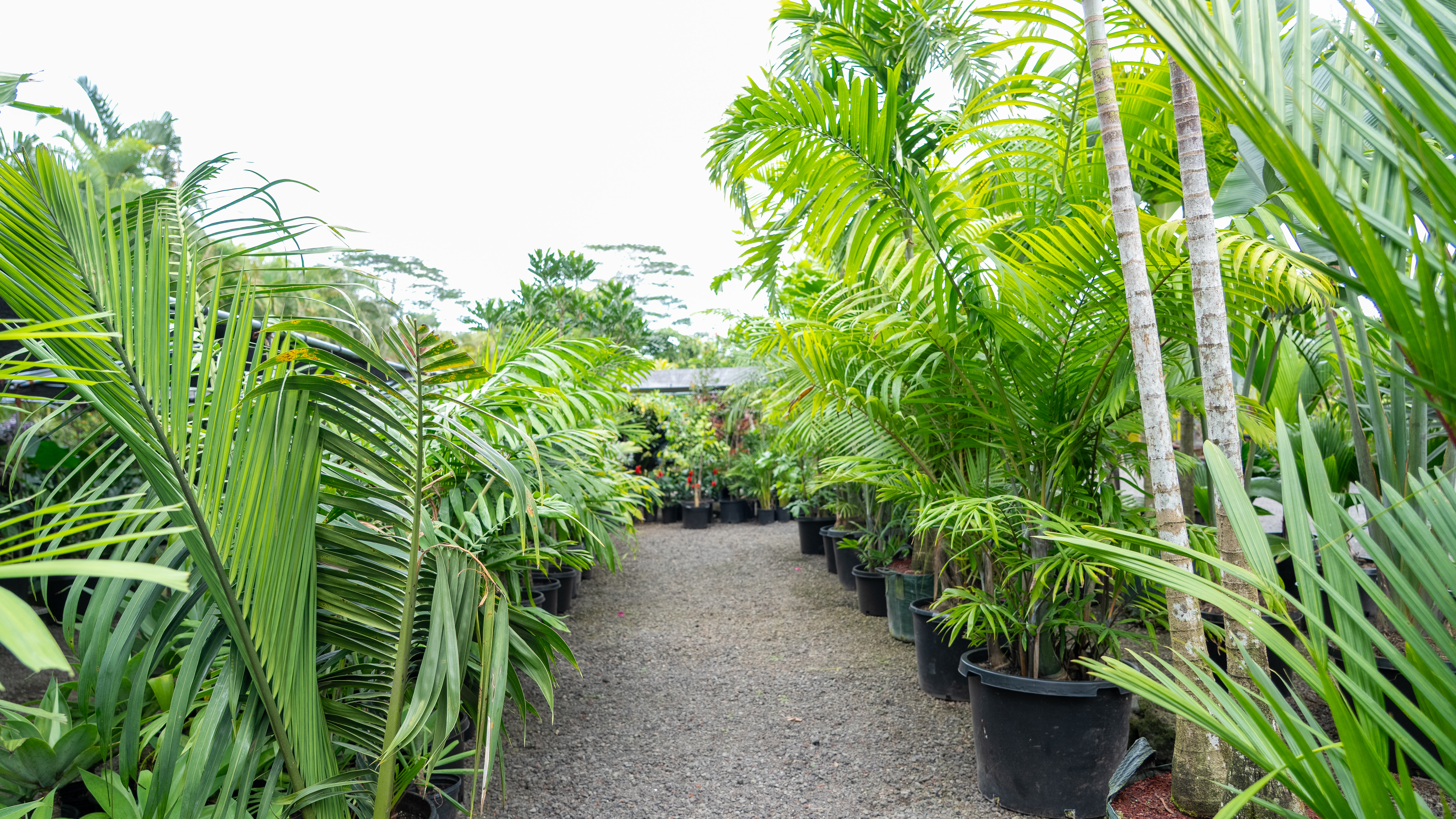 Kurtistown, Hawaii, 96760, United States, 2 Bedrooms Bedrooms, ,2 BathroomsBathrooms,Residential,For Sale,1991865