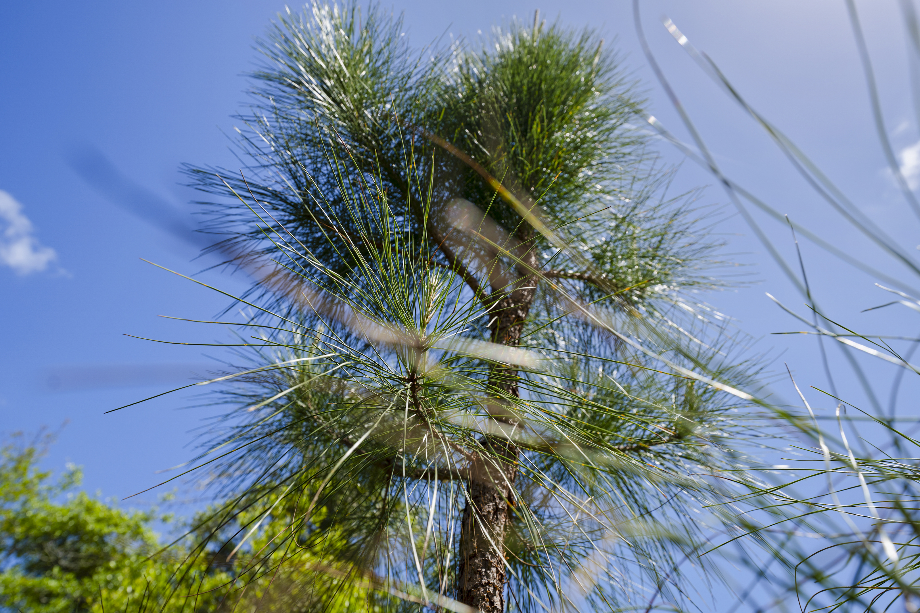  5371 Church Road, St. Augustine, FL, 32092 - 物件實景