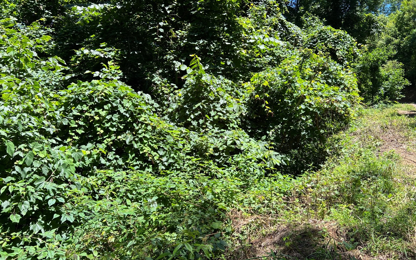101ac Lori'S Mountain, Hayesville, North Carolina, 28904, United States, ,Residential,For Sale,101ac Lori'S Mountain,1304629