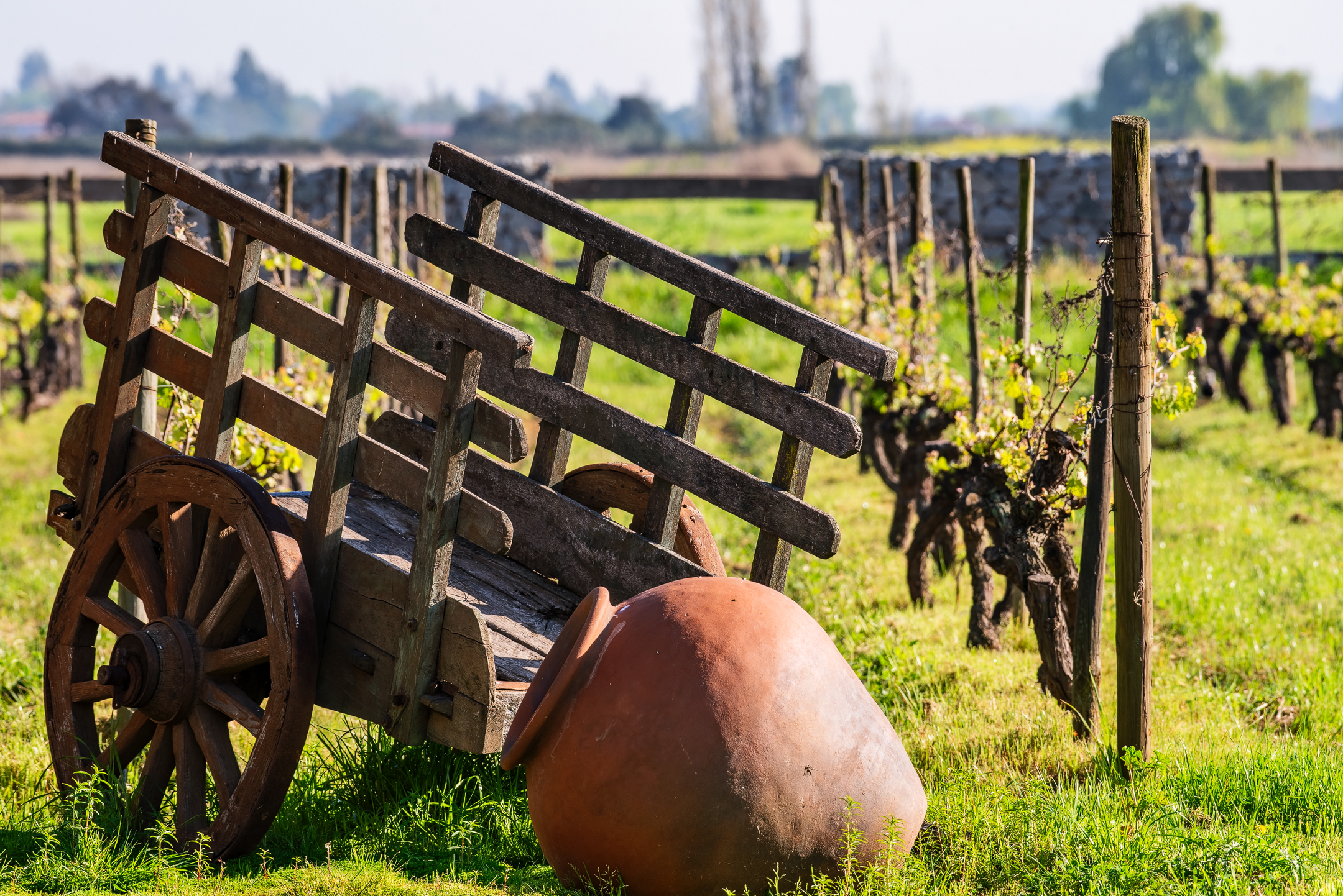  Chilean colonial-style mansion in a 3.3-hectare vineyard in Santa Cruz. - 物件實景