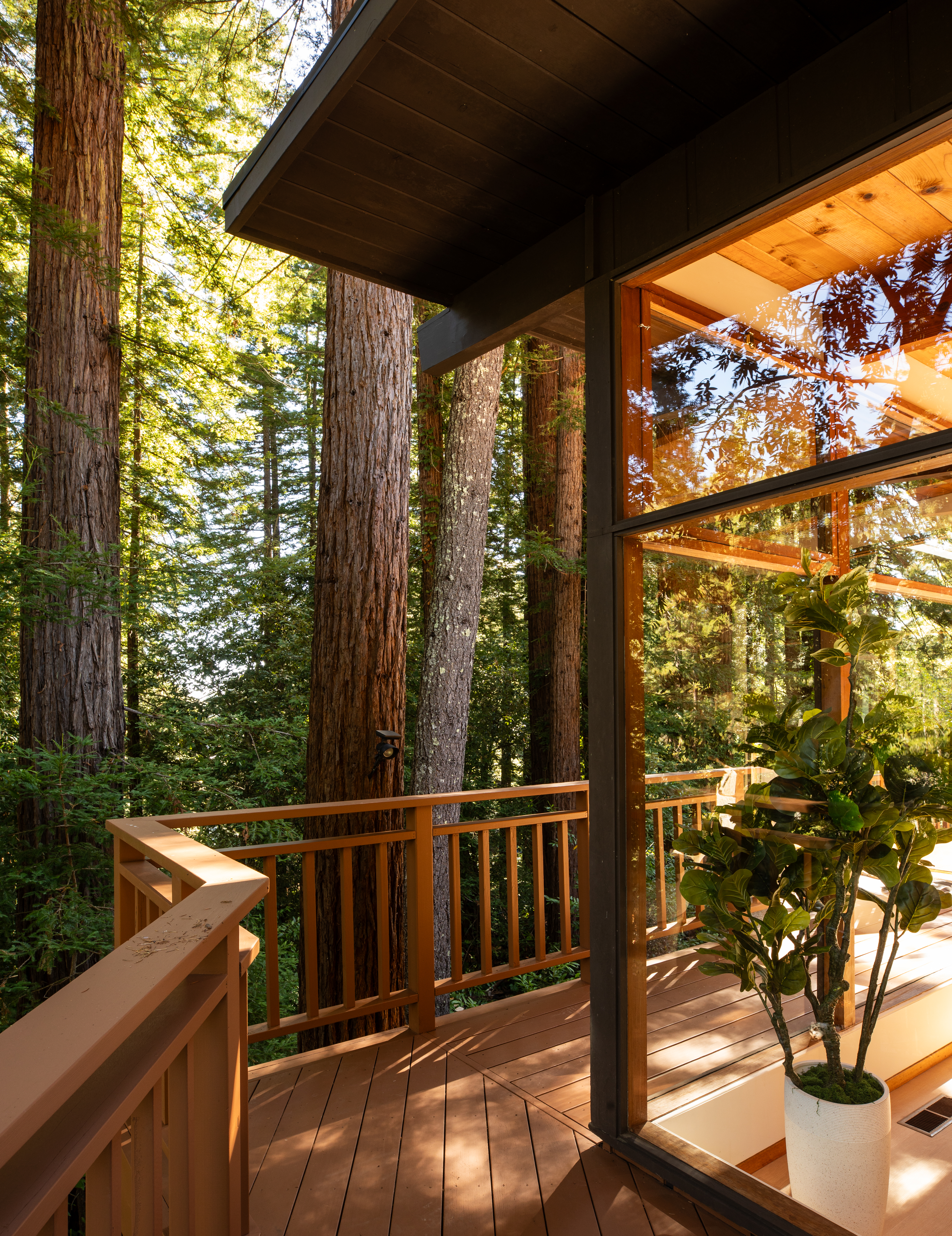 Sunlight Among the Redwoods - 物件實景