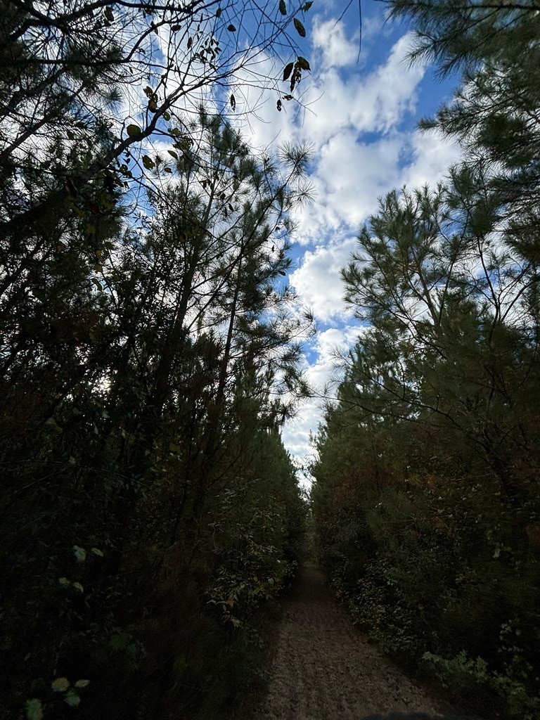 Abbeville, Georgia, 31001, United States, ,Land,For Sale,1975130