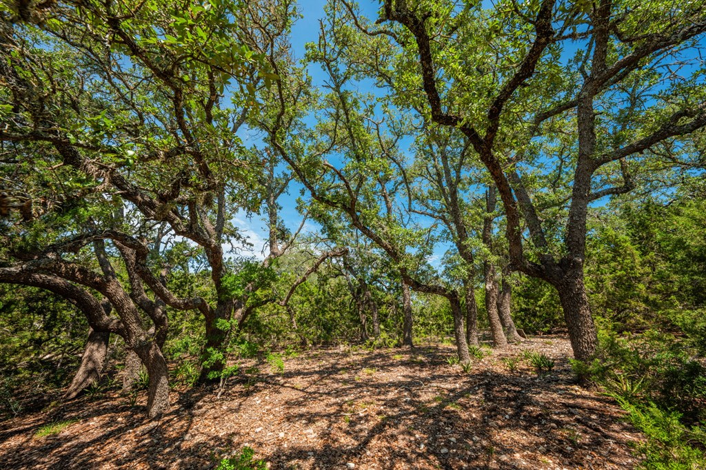 Mountain Home, Texas, 78058, United States, 9 Bedrooms Bedrooms, ,9 BathroomsBathrooms,Residential,For Sale,1938044