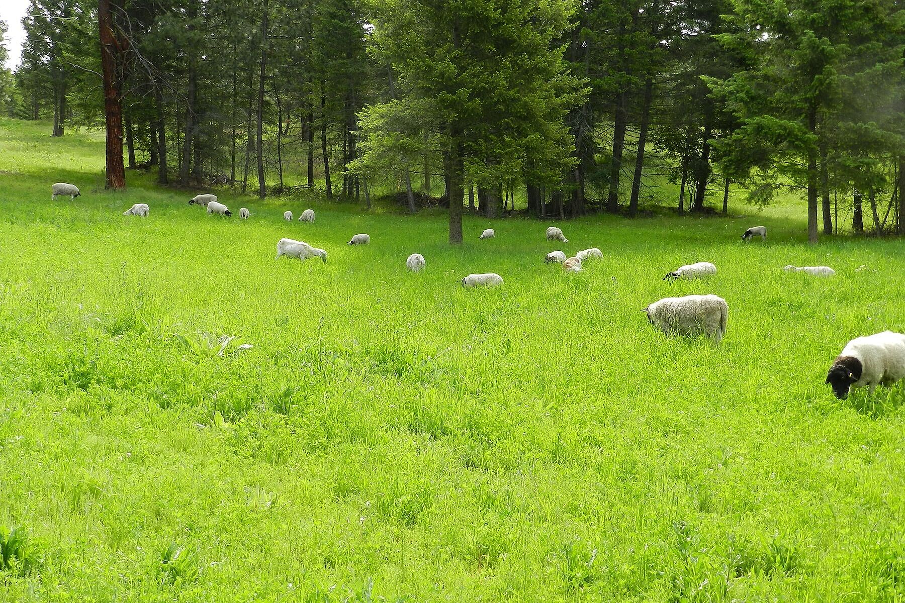  114.92 Acre Estate - 物件實景