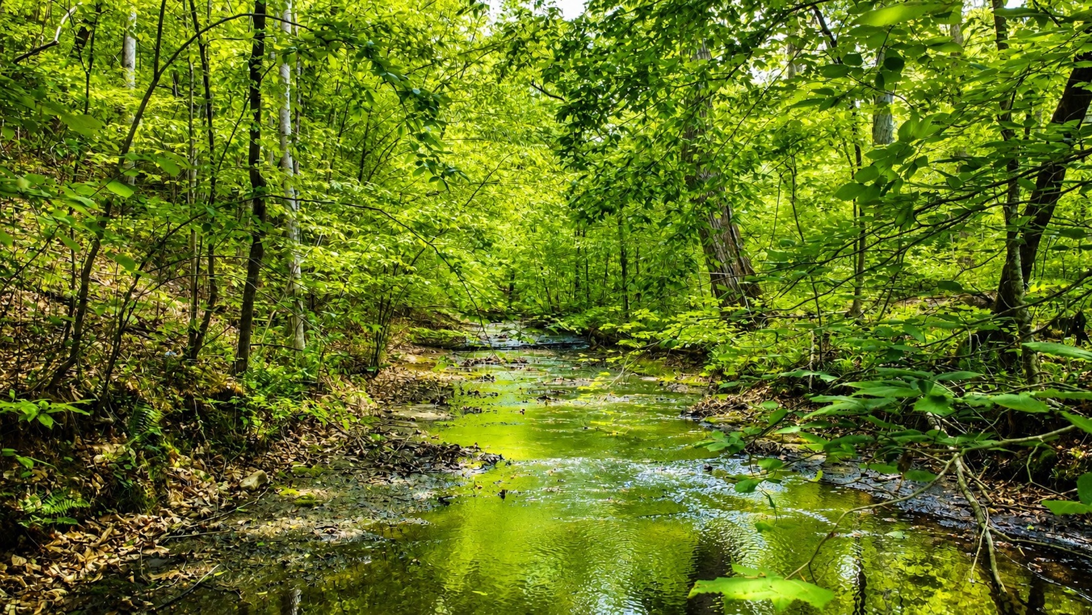  7948 Daugherty Capley Rd, Primm Springs, TN, 38476 - 物件實景