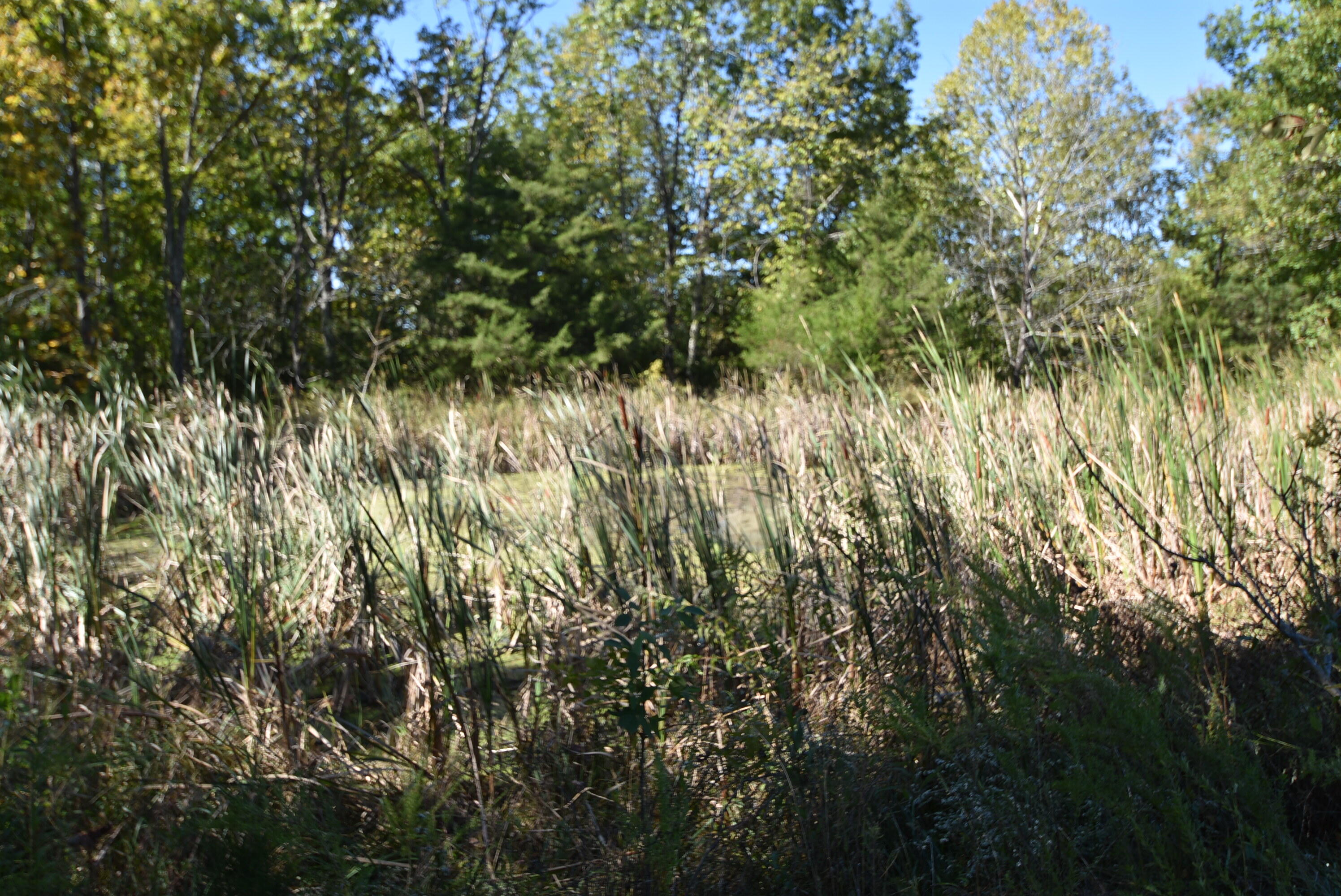 Willisburg, Kentucky, 40078, United States, 4 Bedrooms Bedrooms, ,1 BathroomBathrooms,Residential,For Sale,1962831