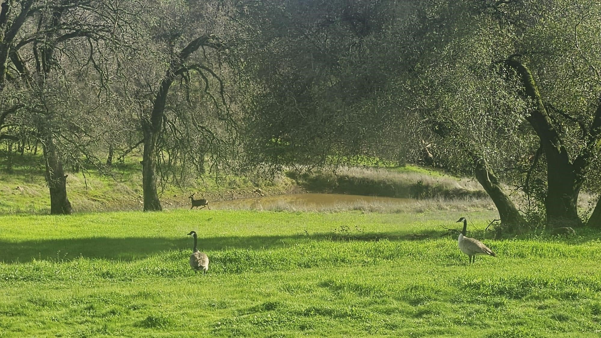 Shingle Springs, California, 95682, United States, 6 Bedrooms Bedrooms, ,2 BathroomsBathrooms,Residential,For Sale,2009241