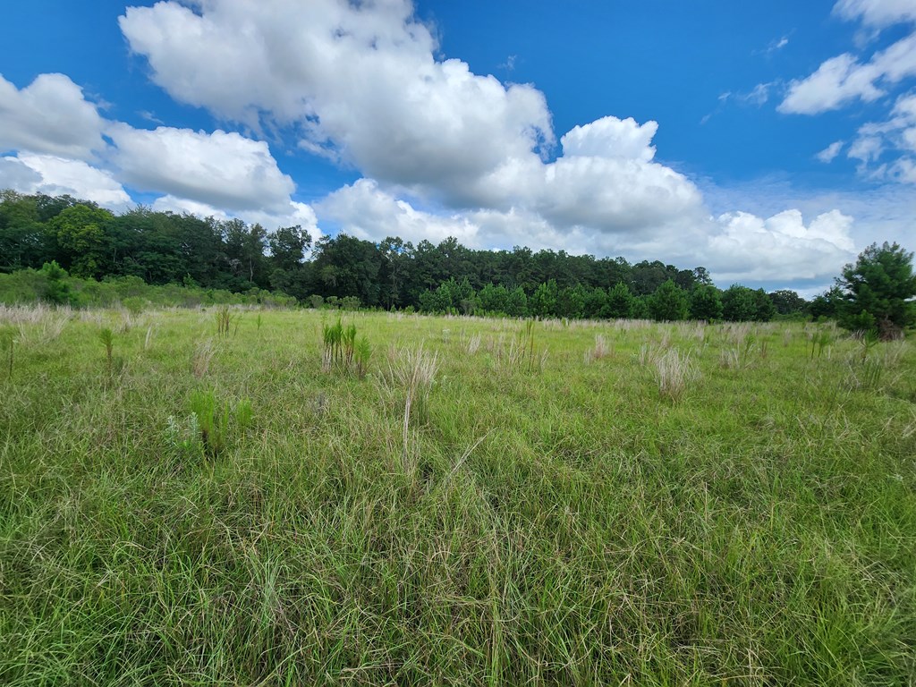 Pansey, Alabama, 36370, United States, 3 Bedrooms Bedrooms, ,3 BathroomsBathrooms,Residential,For Sale,1943922