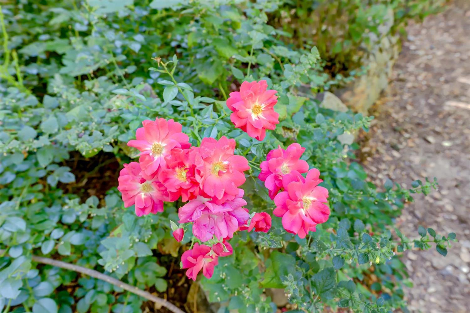 Nevada City, California, 95959, United States, 2 Bedrooms Bedrooms, ,2 BathroomsBathrooms,Residential,For Sale,1984222