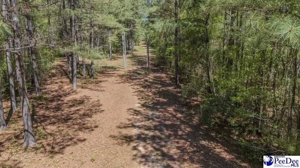 1315 Hill Harrell Road, Effingham, South Carolina, 29541-3179, United States, ,Land,For Sale,1315 Hill Harrell Road,1501598