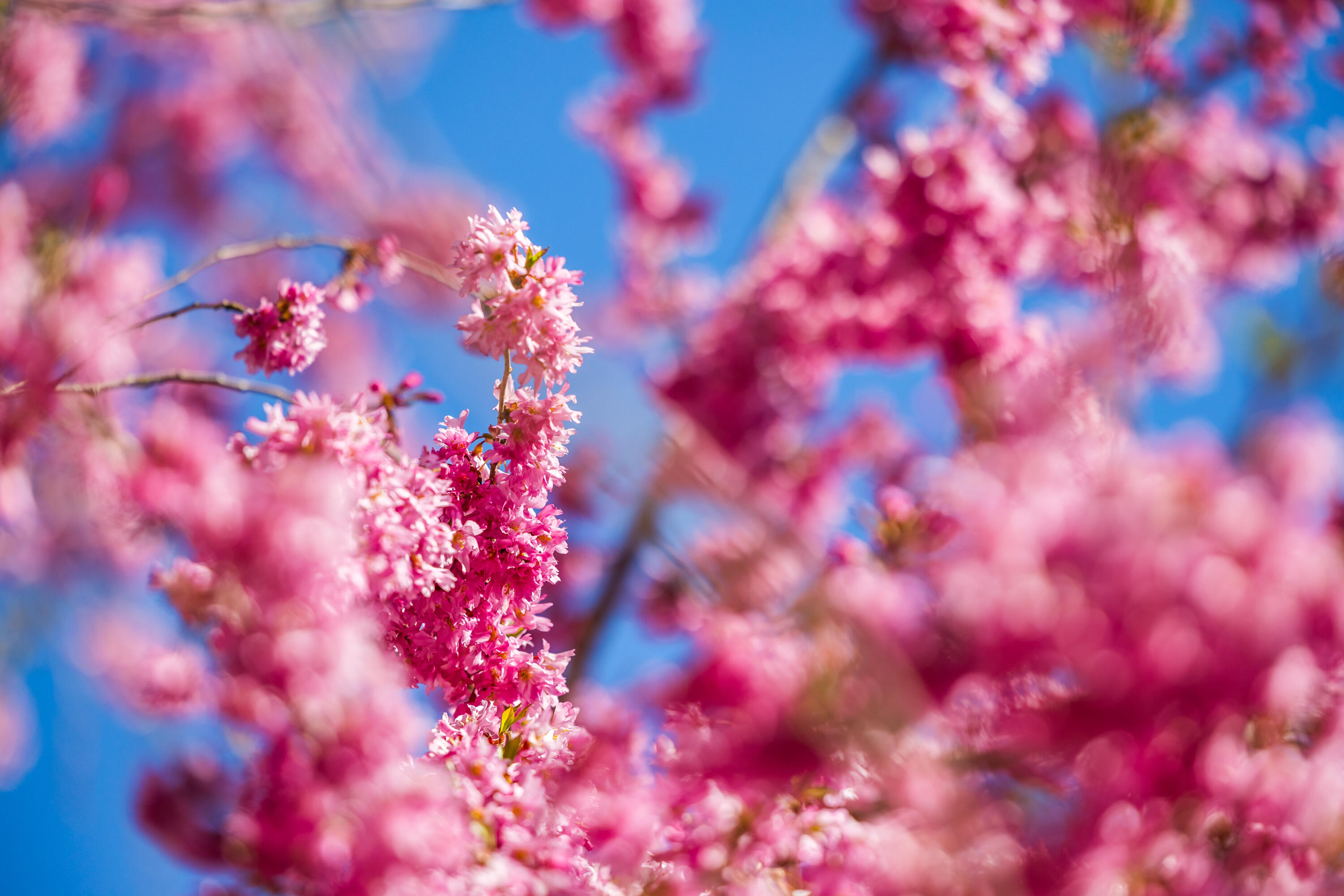  9 Gray Birch Road - 物件實景