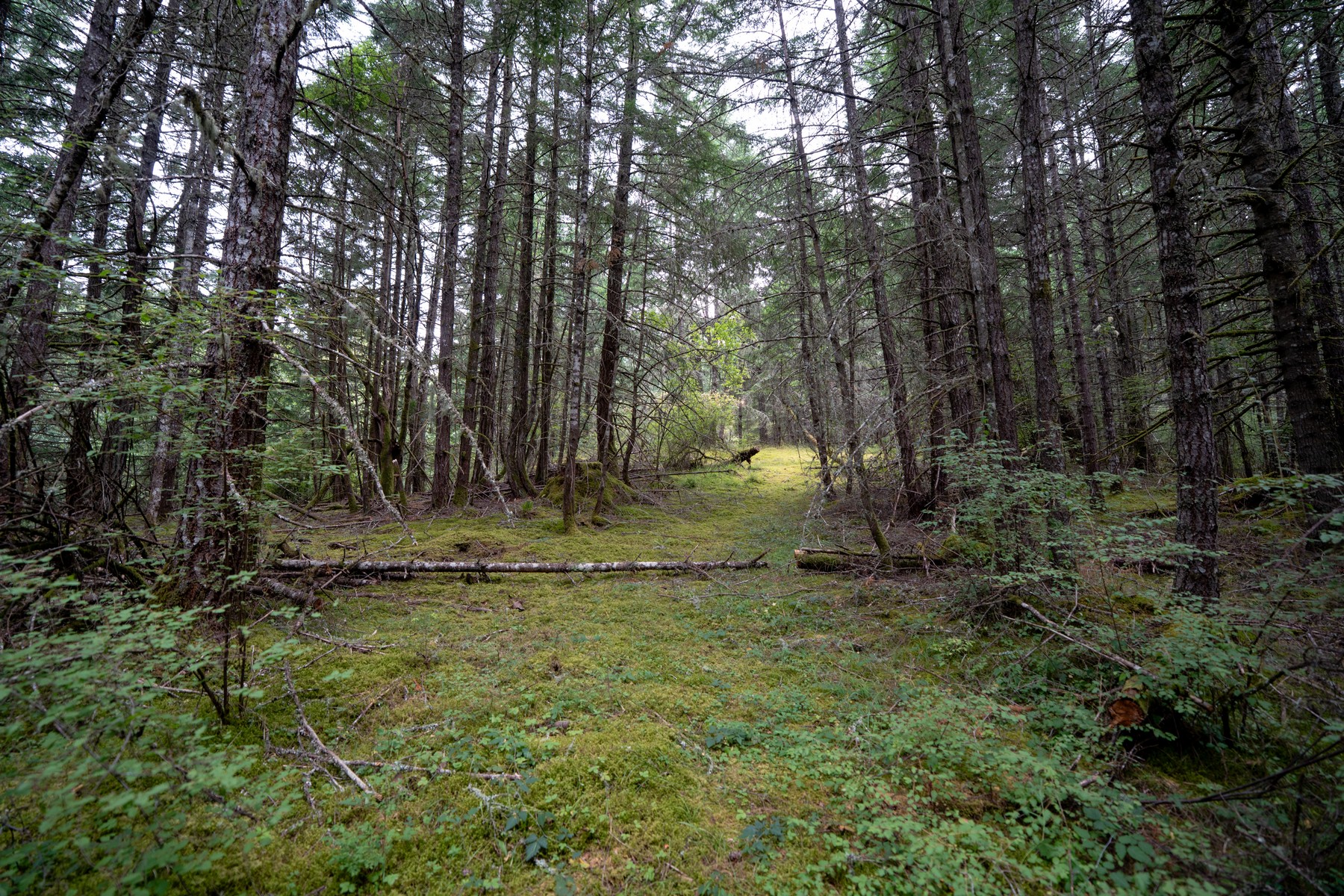 Hilltop Forest Retreat - 物件實景