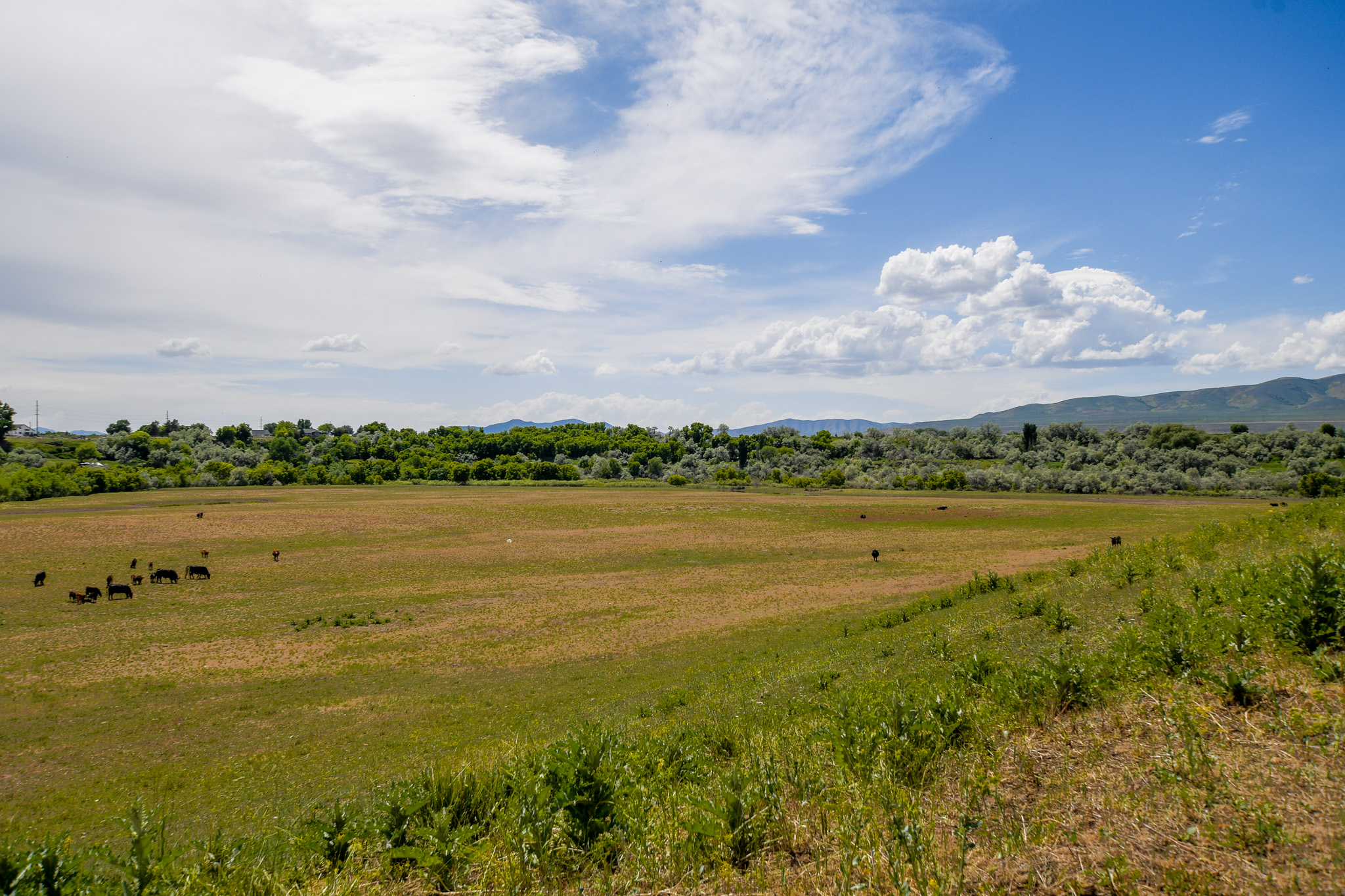 Deweyville, Utah, 84309, United States, ,Land,For Sale,1848401